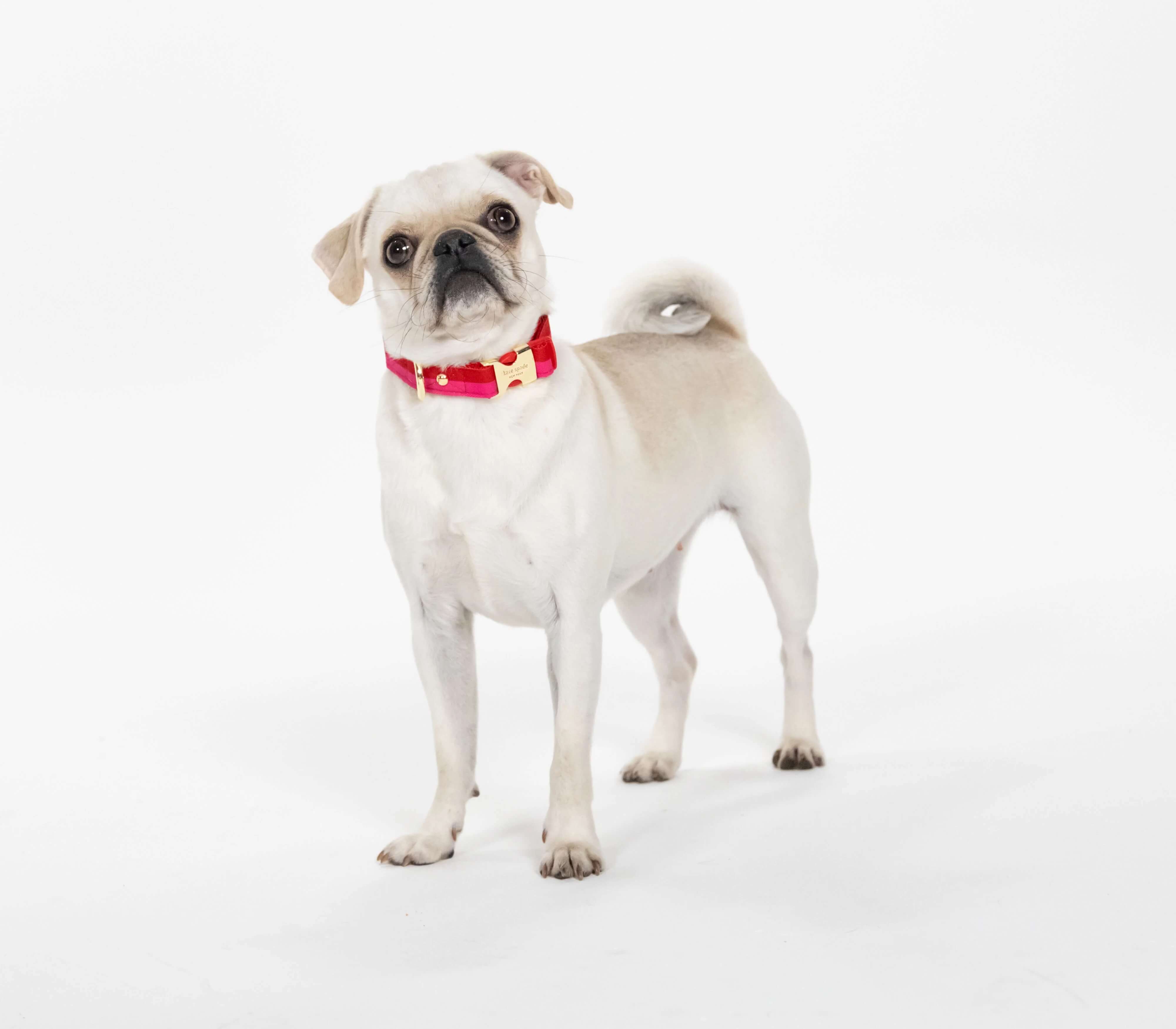 Kate Spade New York - Dog Collar - Red & Pink Colorblock