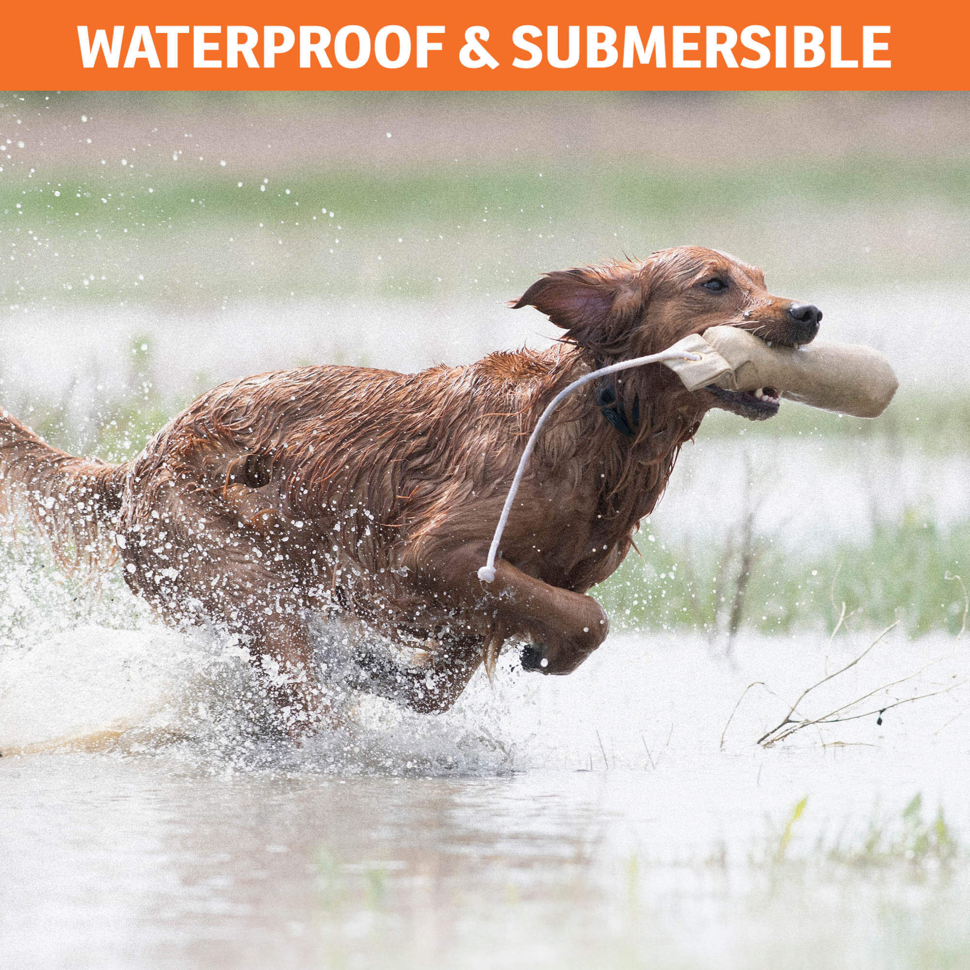 Sport Dog Collar SBC-R waterproof and submersible