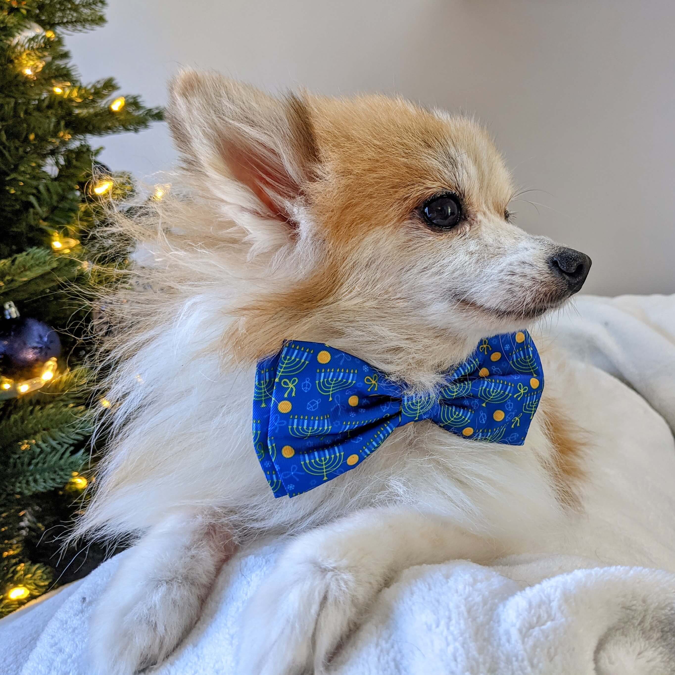 fluffy dog wearing huxley and kent hanukkah bow tie