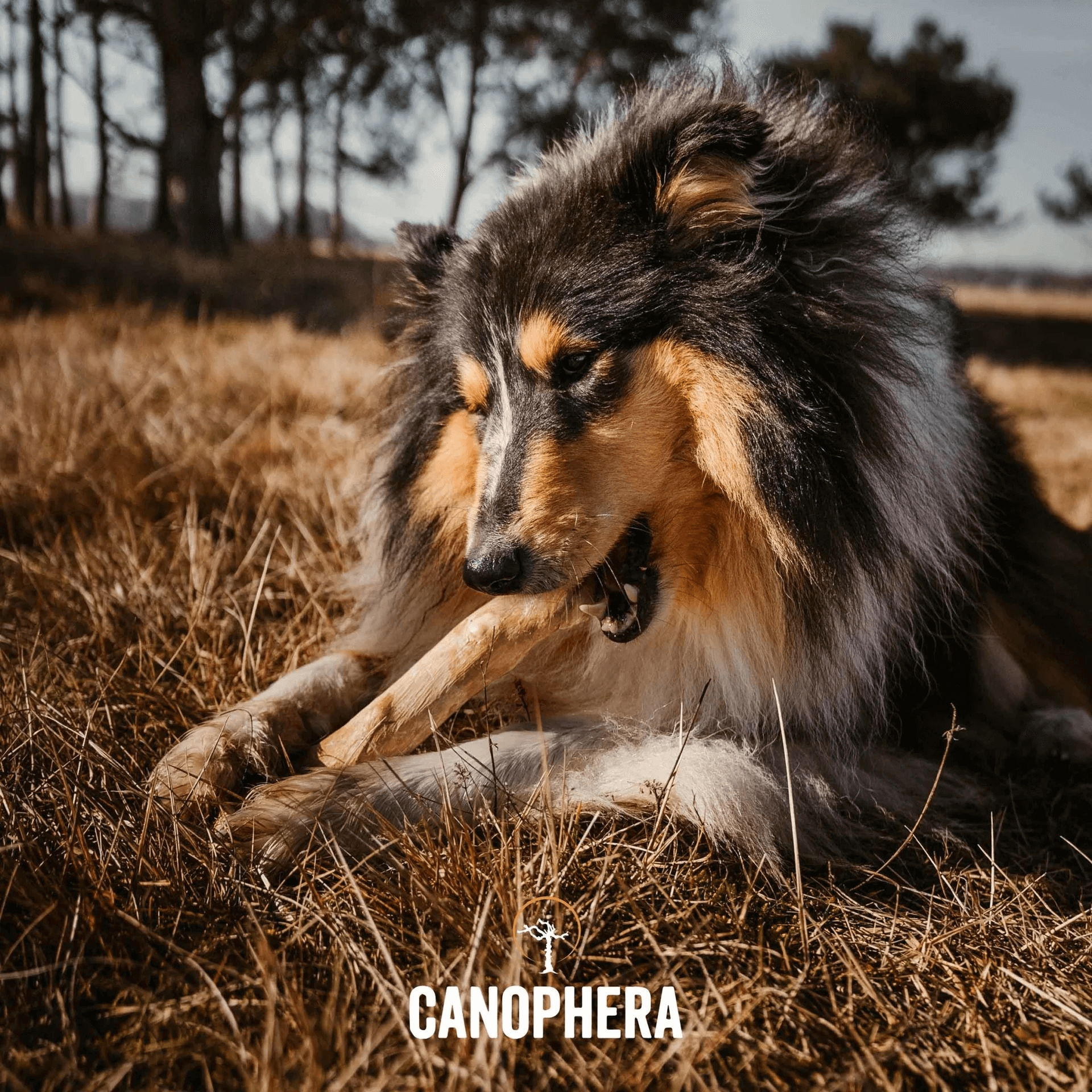 Canophera - Dog Chew