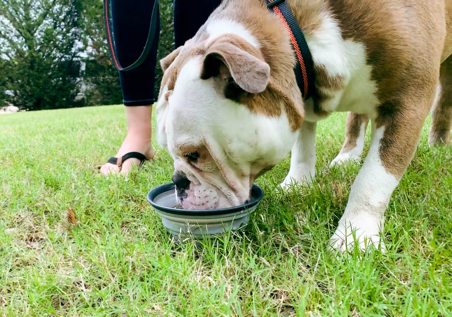 dog drinking out of dexas travel bowl with water bottle holder