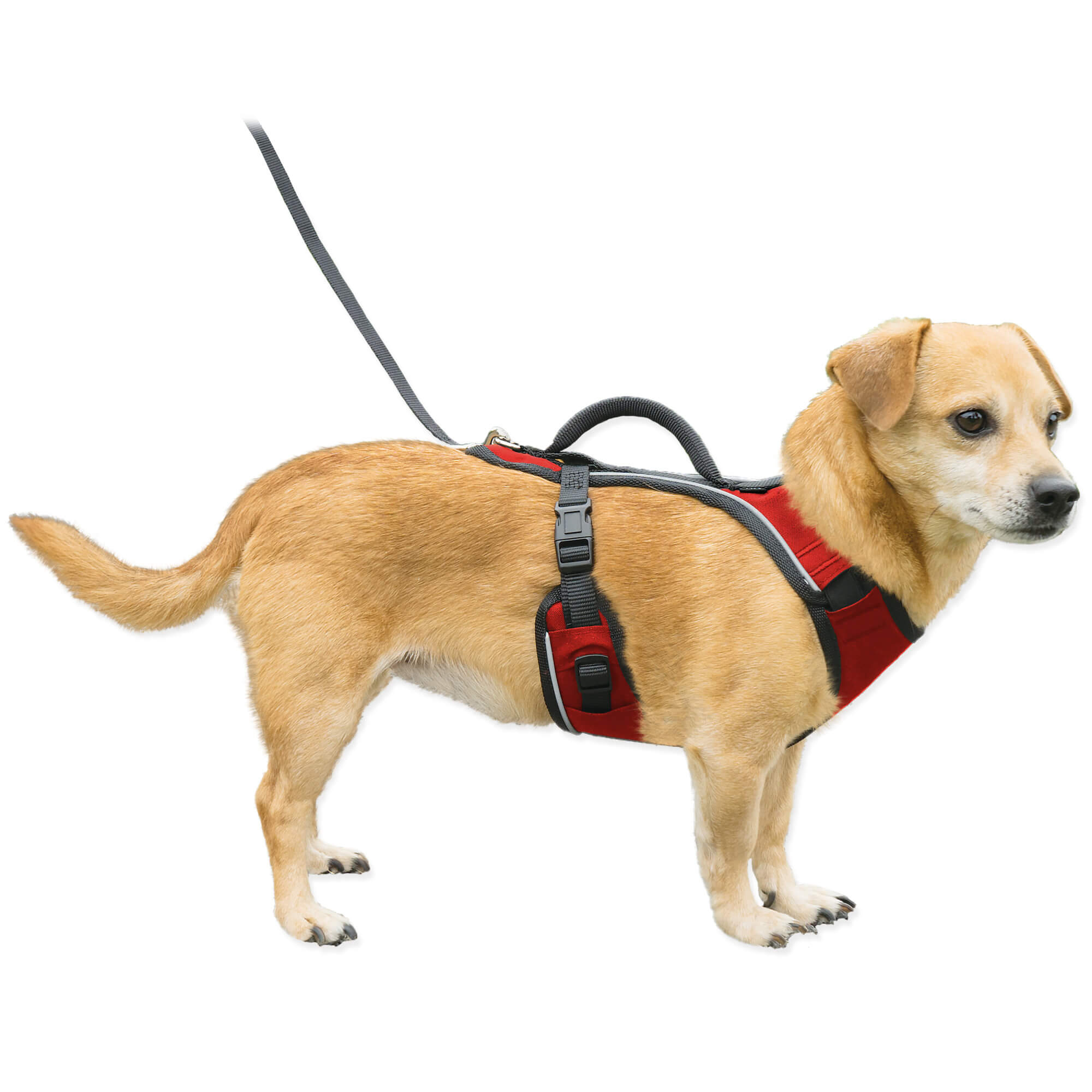 Dog wearing red petsafe easysport harness in xsmall