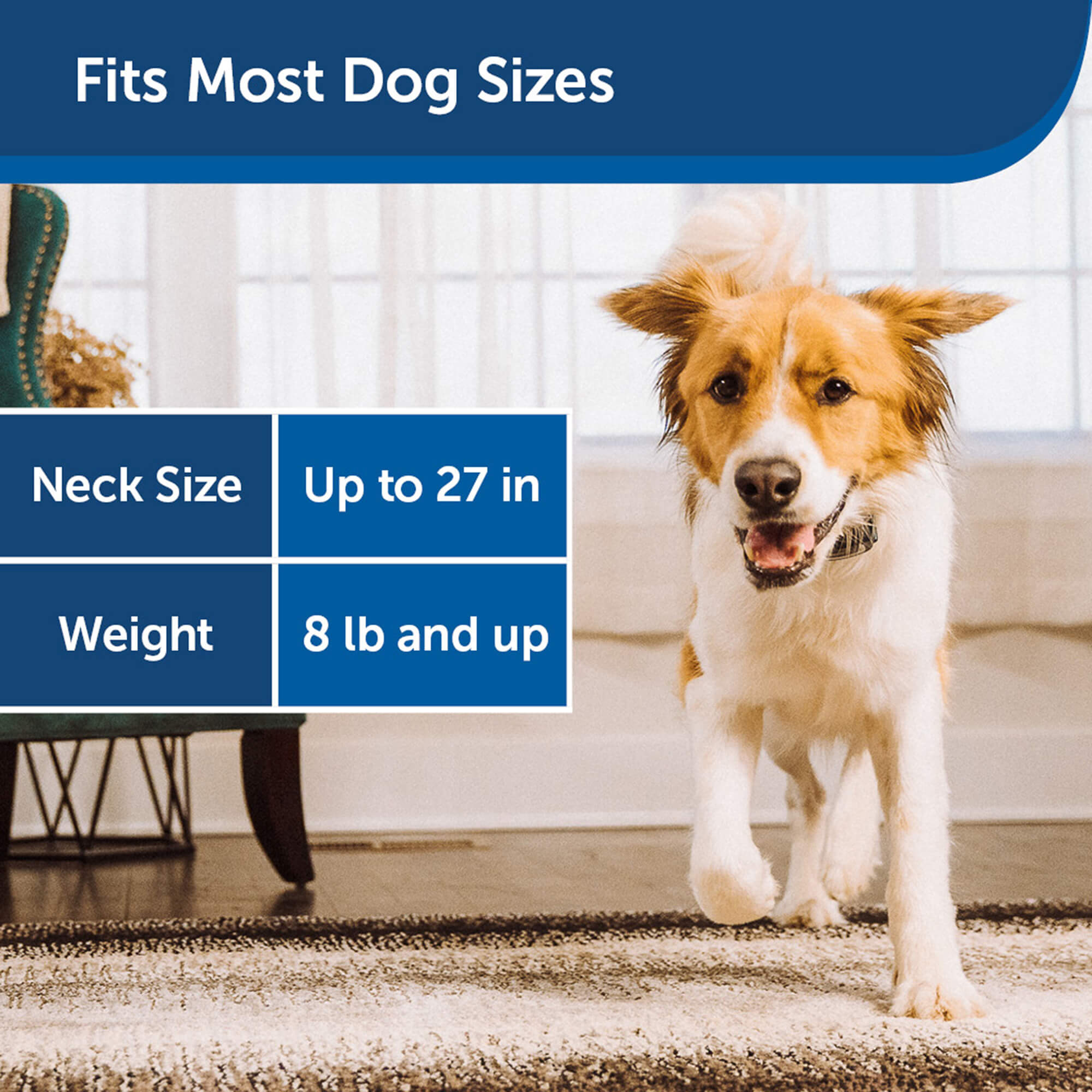 Fits most dog sizes
