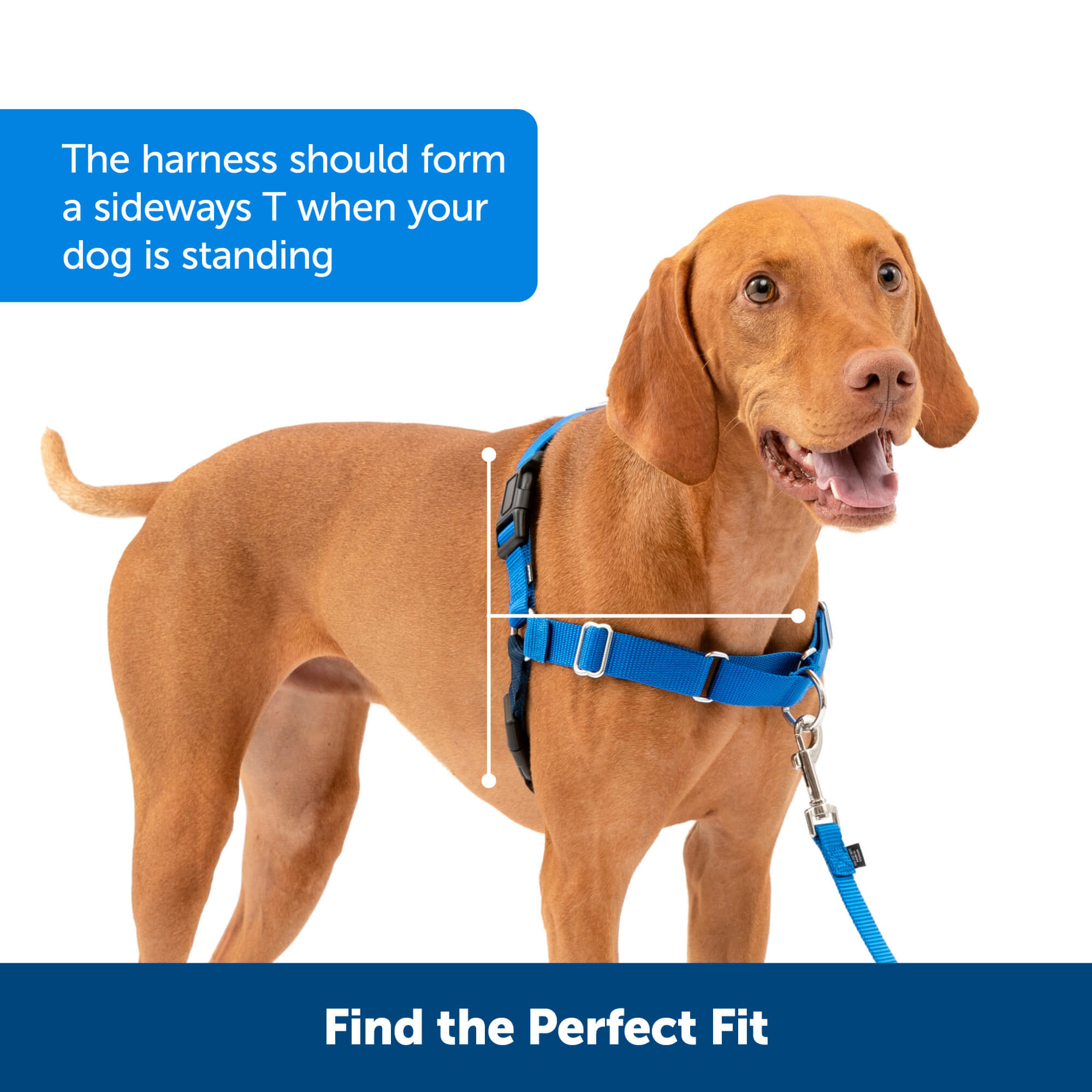 PetSafe easy walk Find the perfect fit