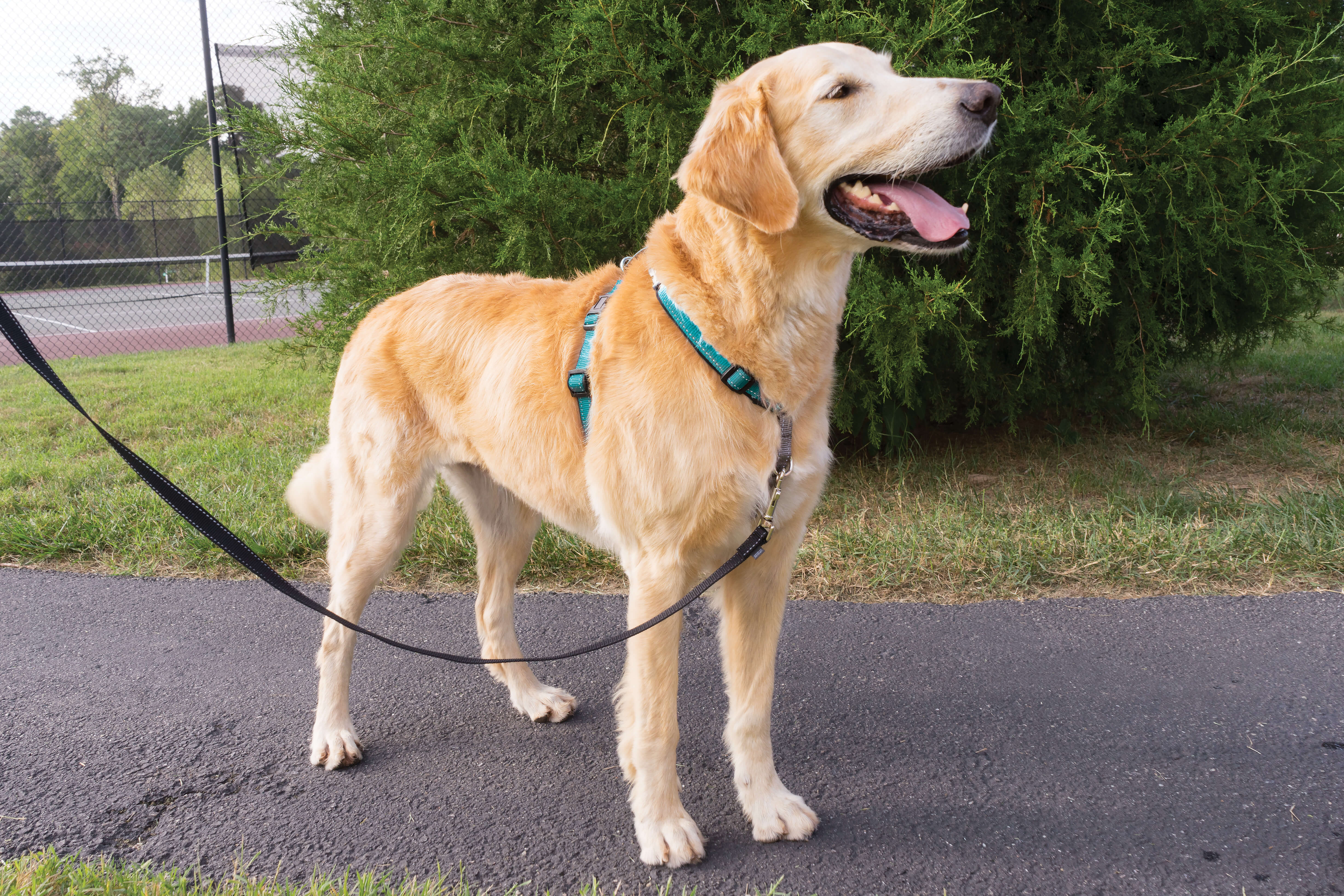 PetSafe 3 in 1 teal dog harness large on dog