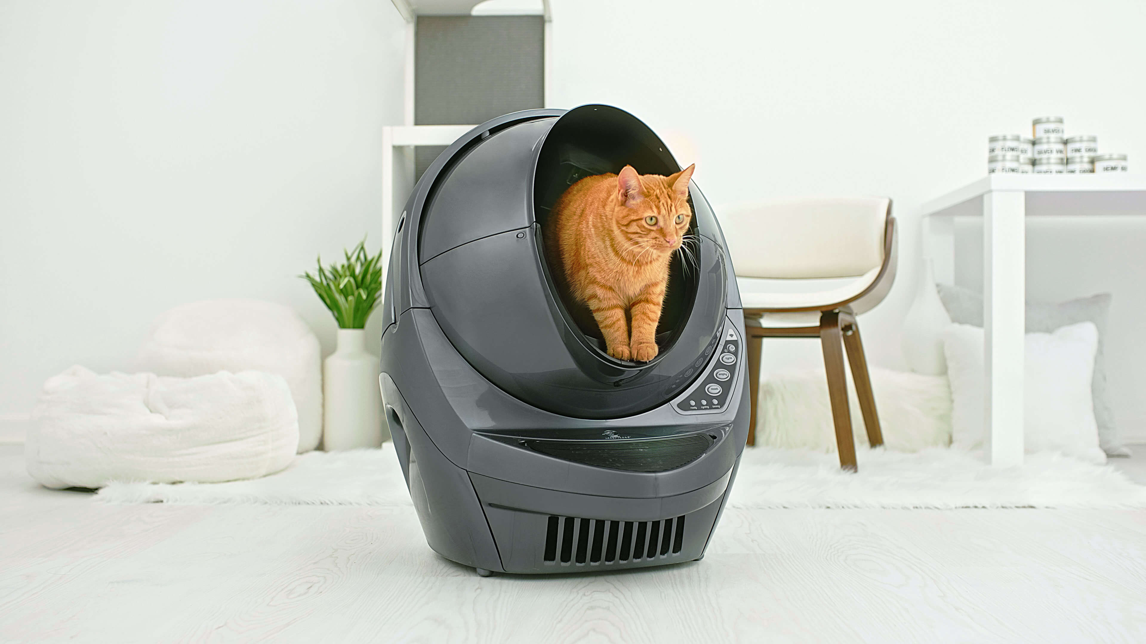Cat in grey litter robot 3 connect