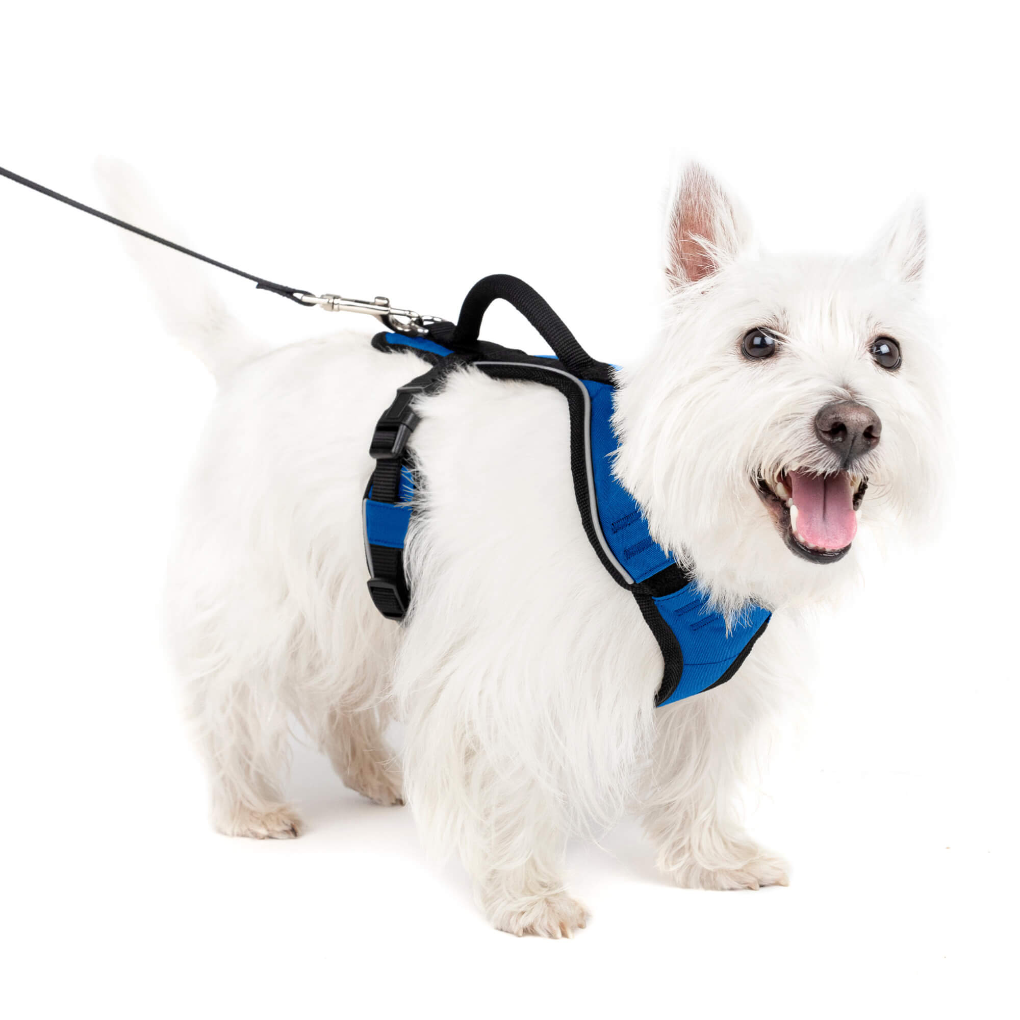 Dog wearing blue petsafe easysport harness in small