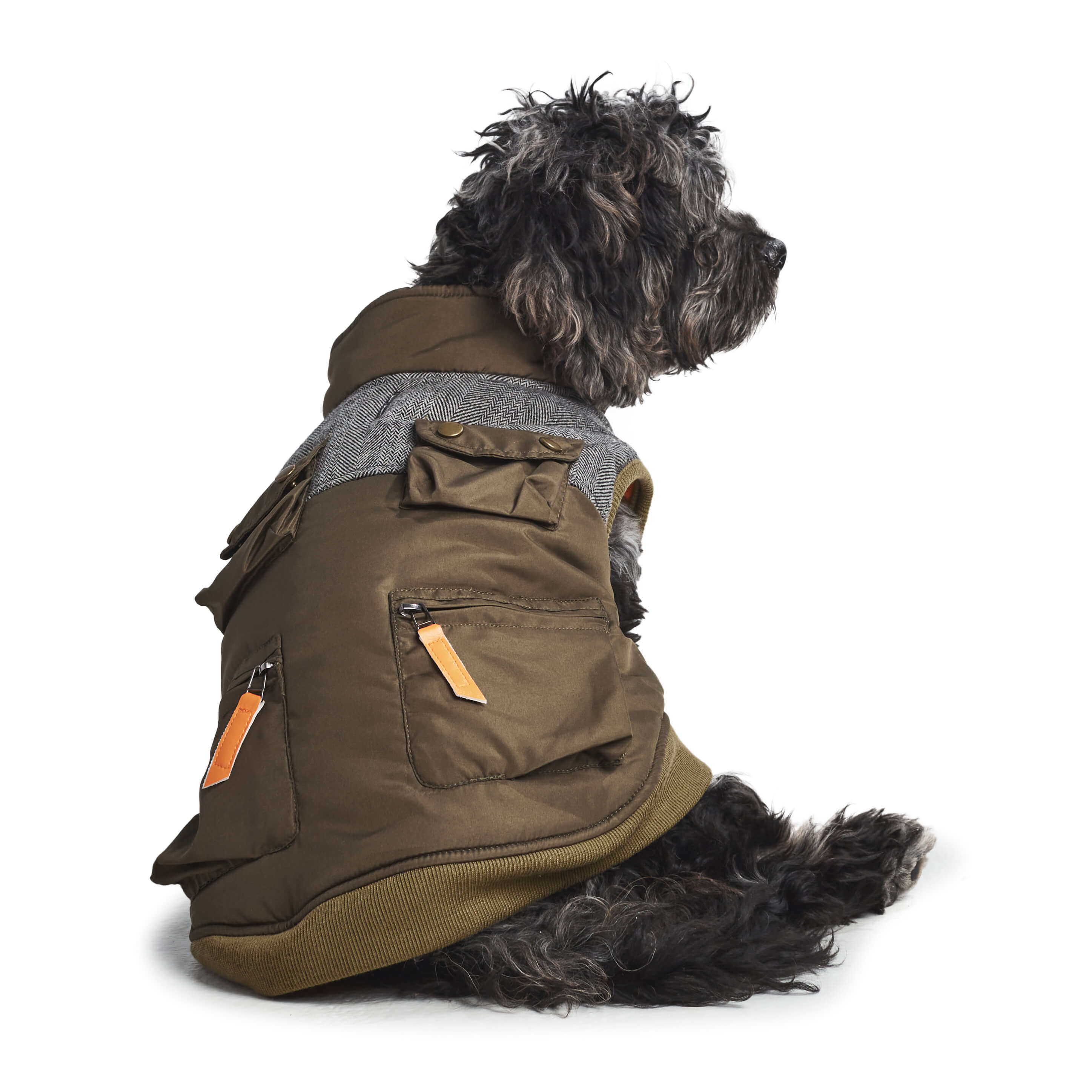Dog wearing olive utility jacket. Back view