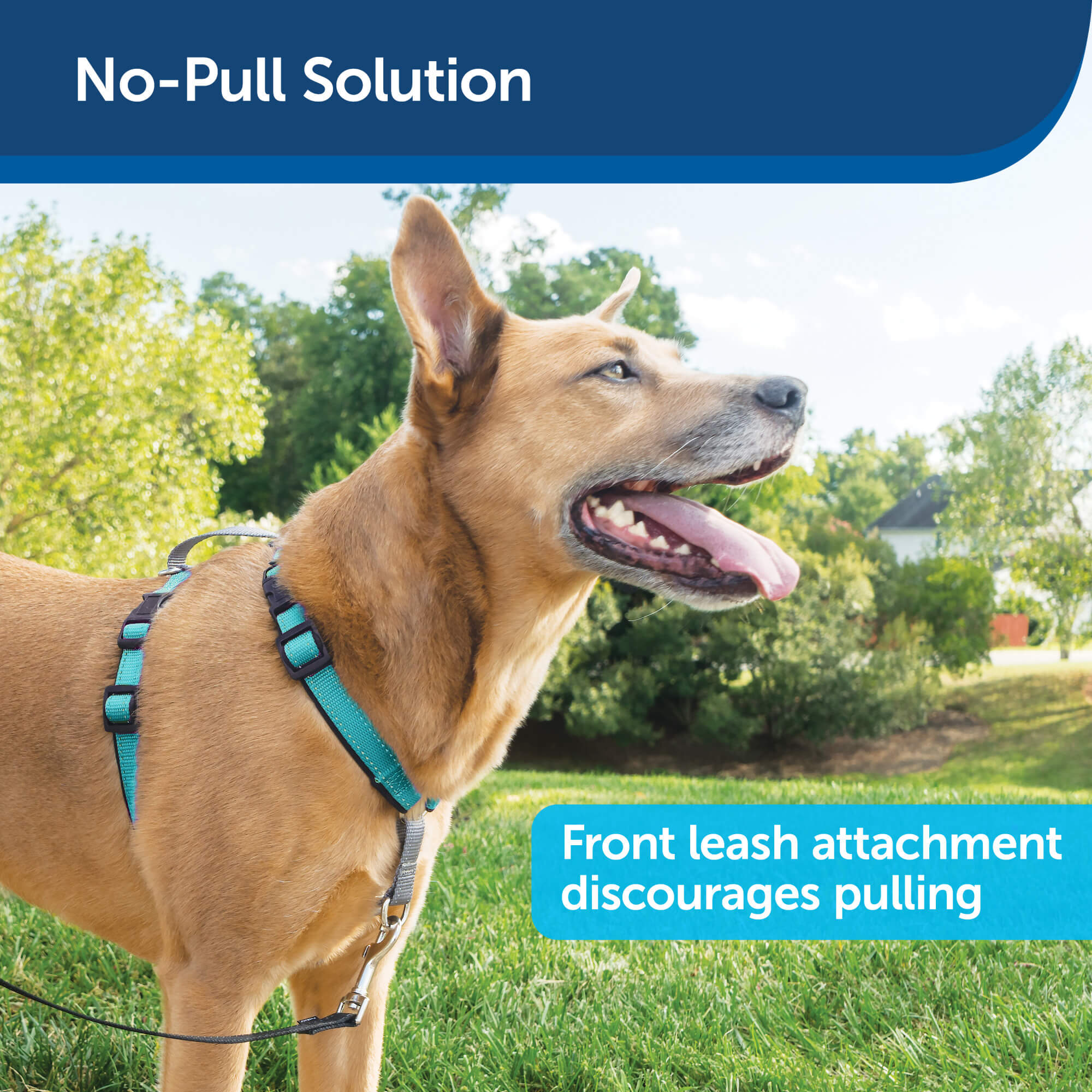 PetSafe No-pull solution