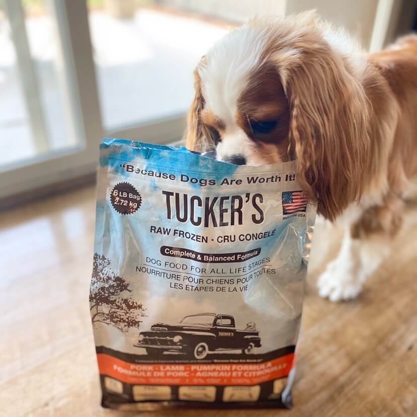 small dog with Tucker's pork lamb pumpkin
