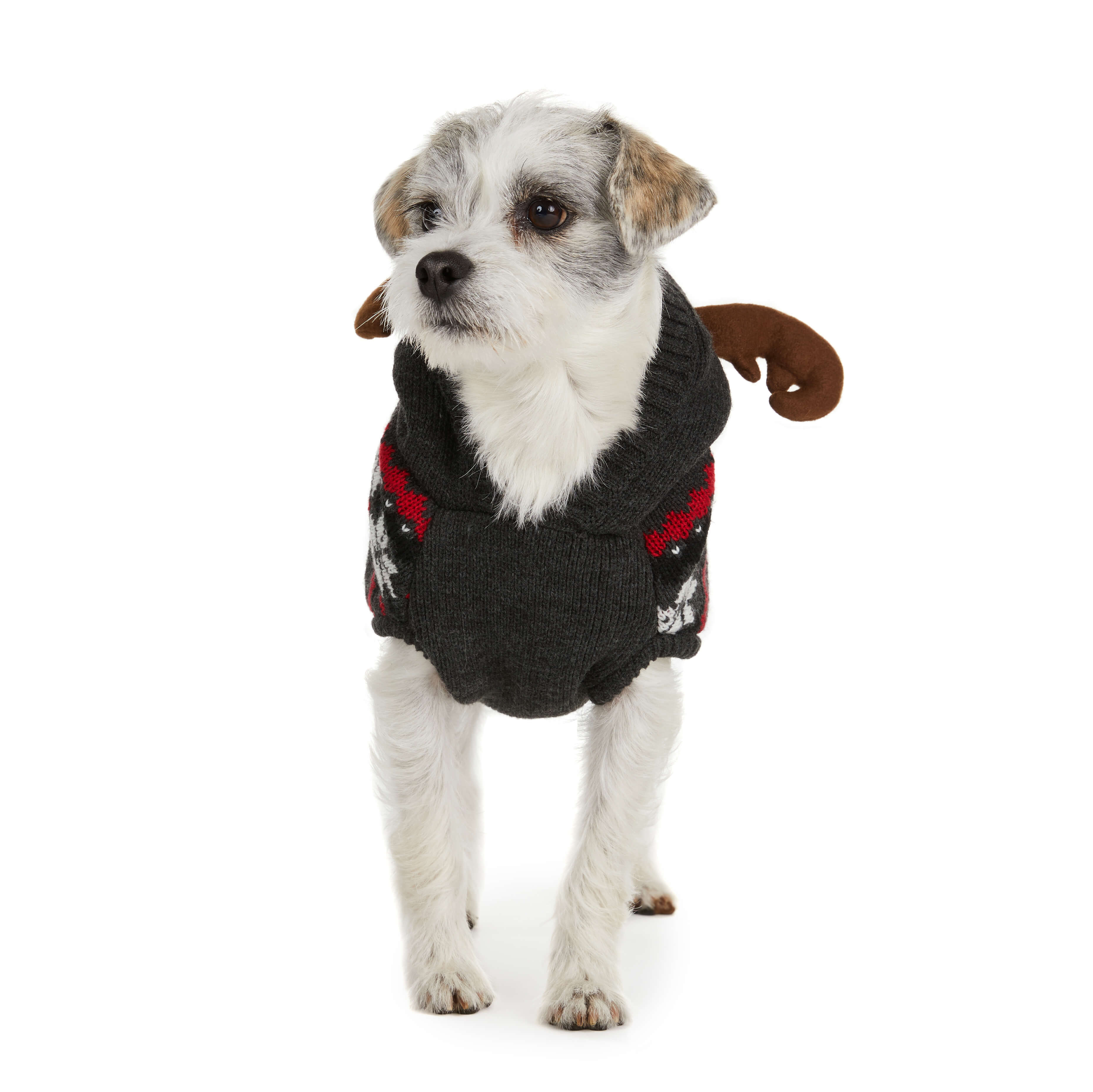 Dog wearing festive antler sweater. Front view