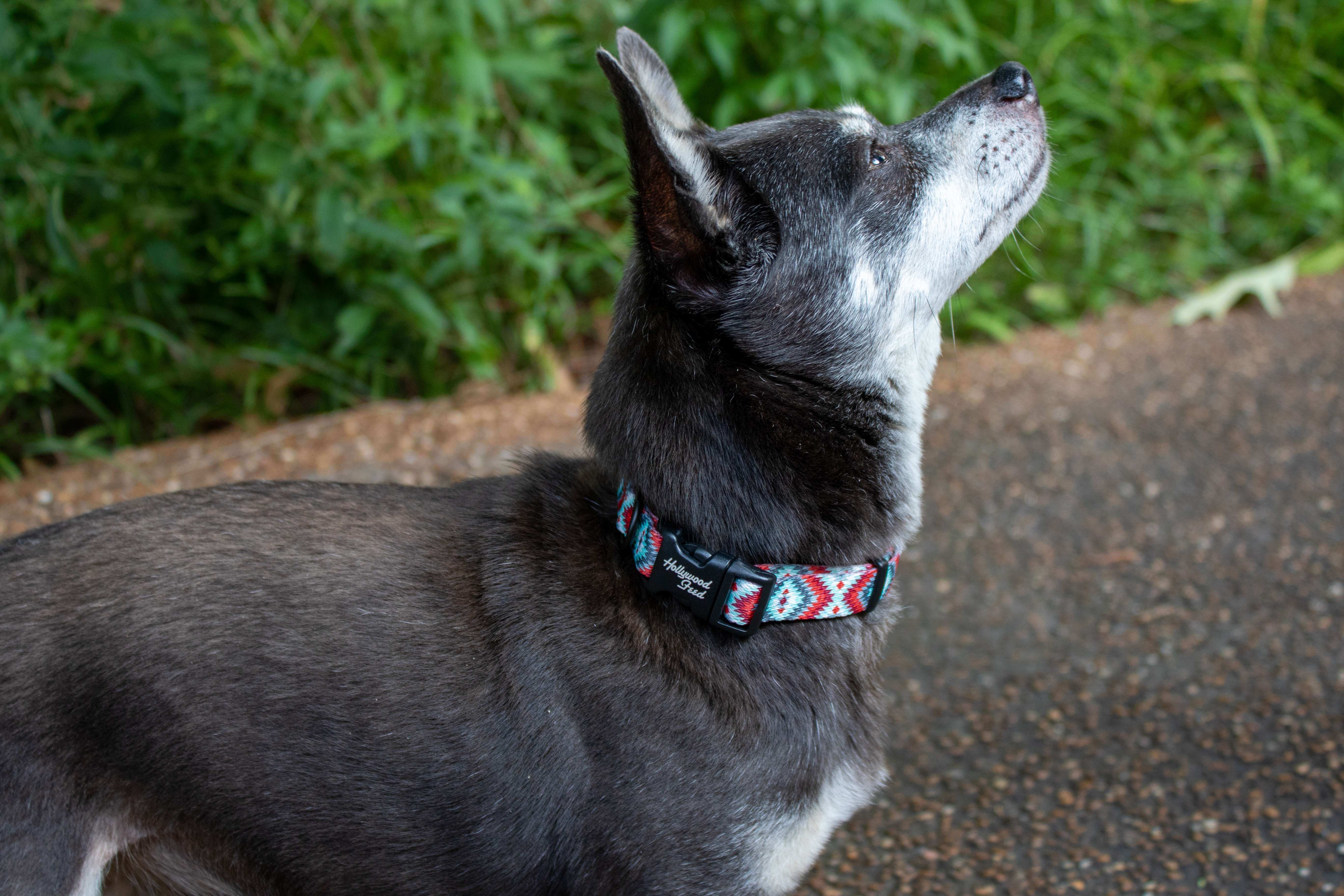 Hollywood Feed Ohio Made southwest red collar on chihuahua