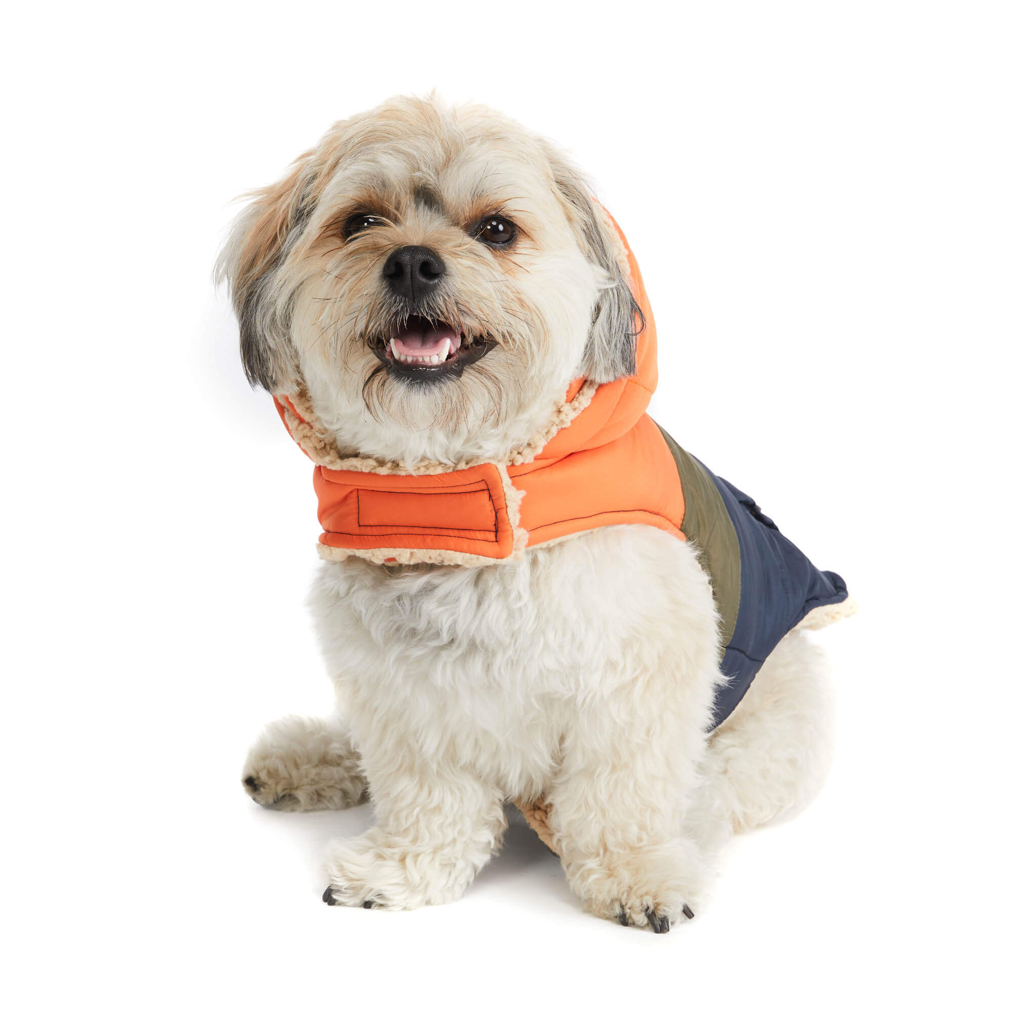 Dog wearing Hotel Doggy orange and blue parka. Front view