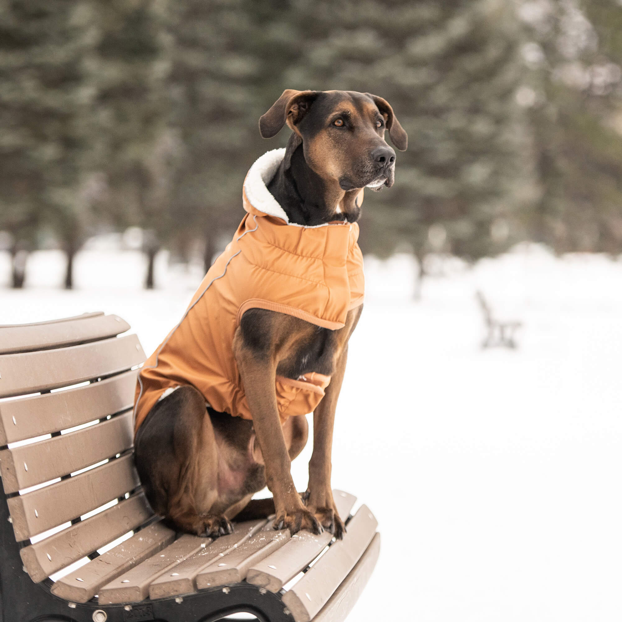 GF Pet - Pet Raincoat