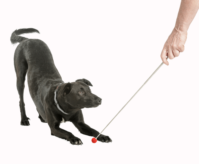 company of animals target stick in use by dog and owner