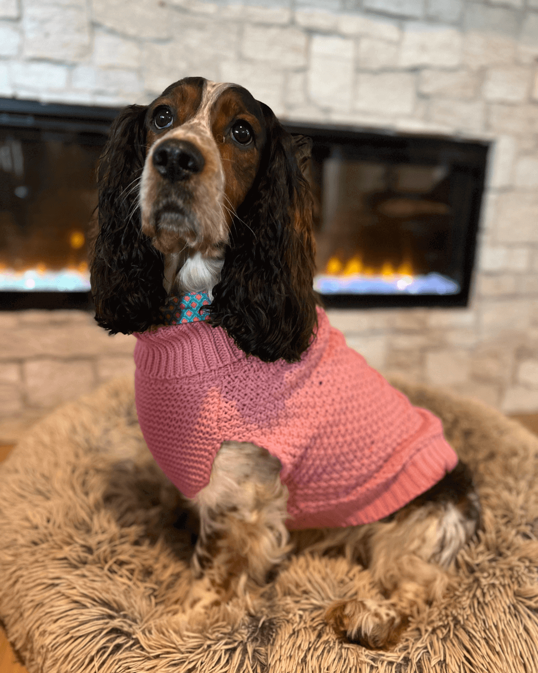 Fashion Pet - Pet Sweater