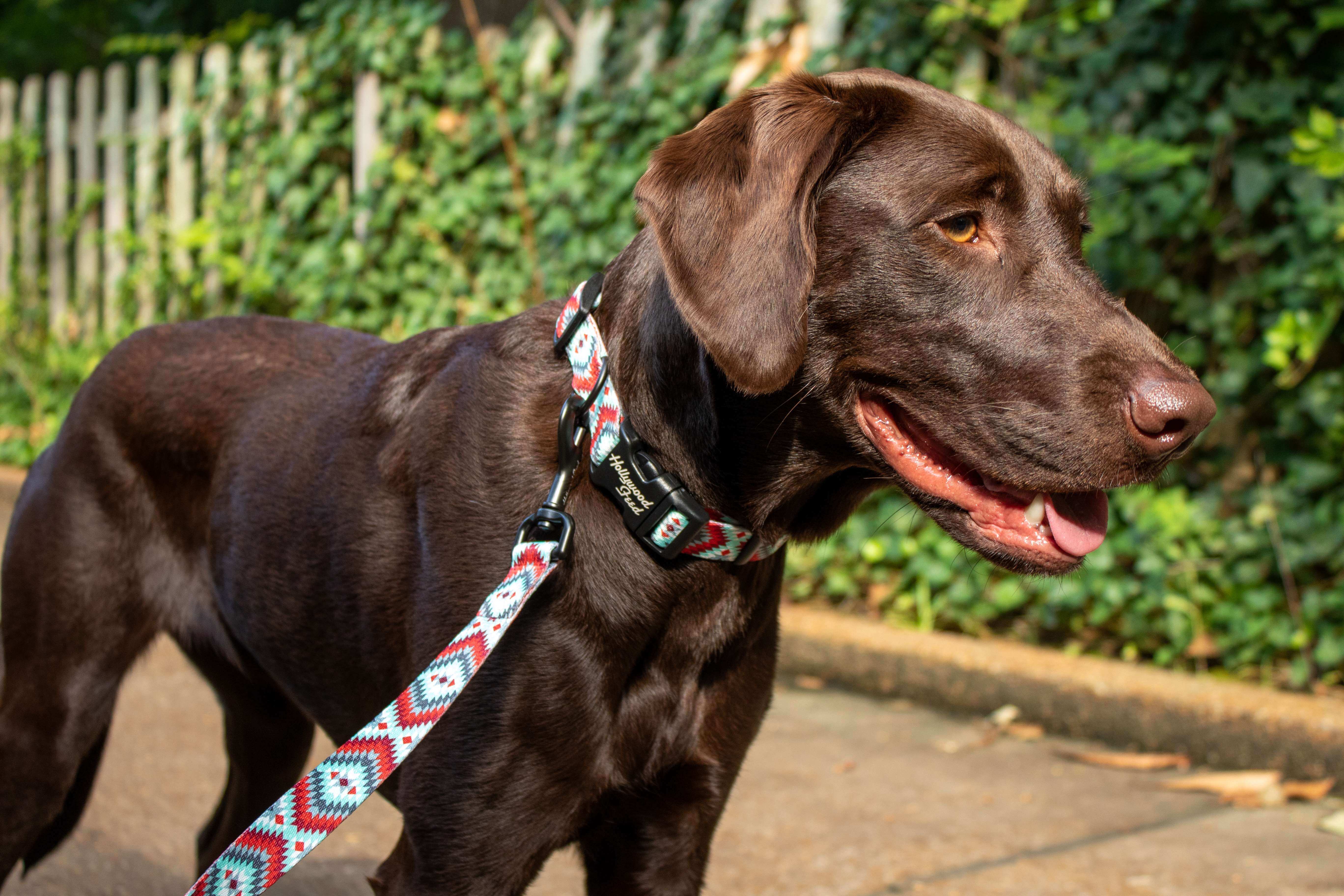 Hollywood Feed Ohio Made southwest red collar on chocolate lab with leash