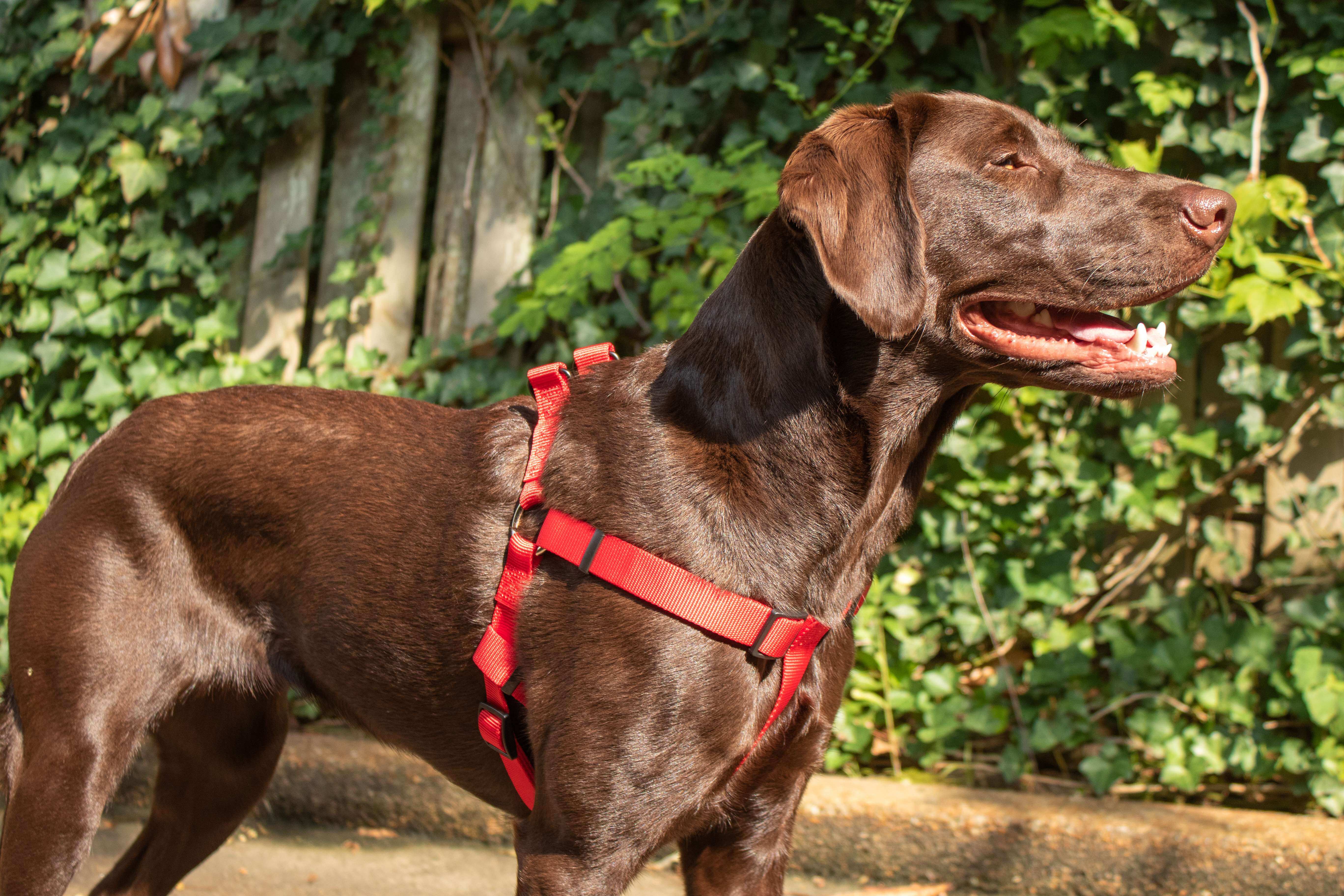 Hollywood Feed Ohio Made red harness on chocolate lab