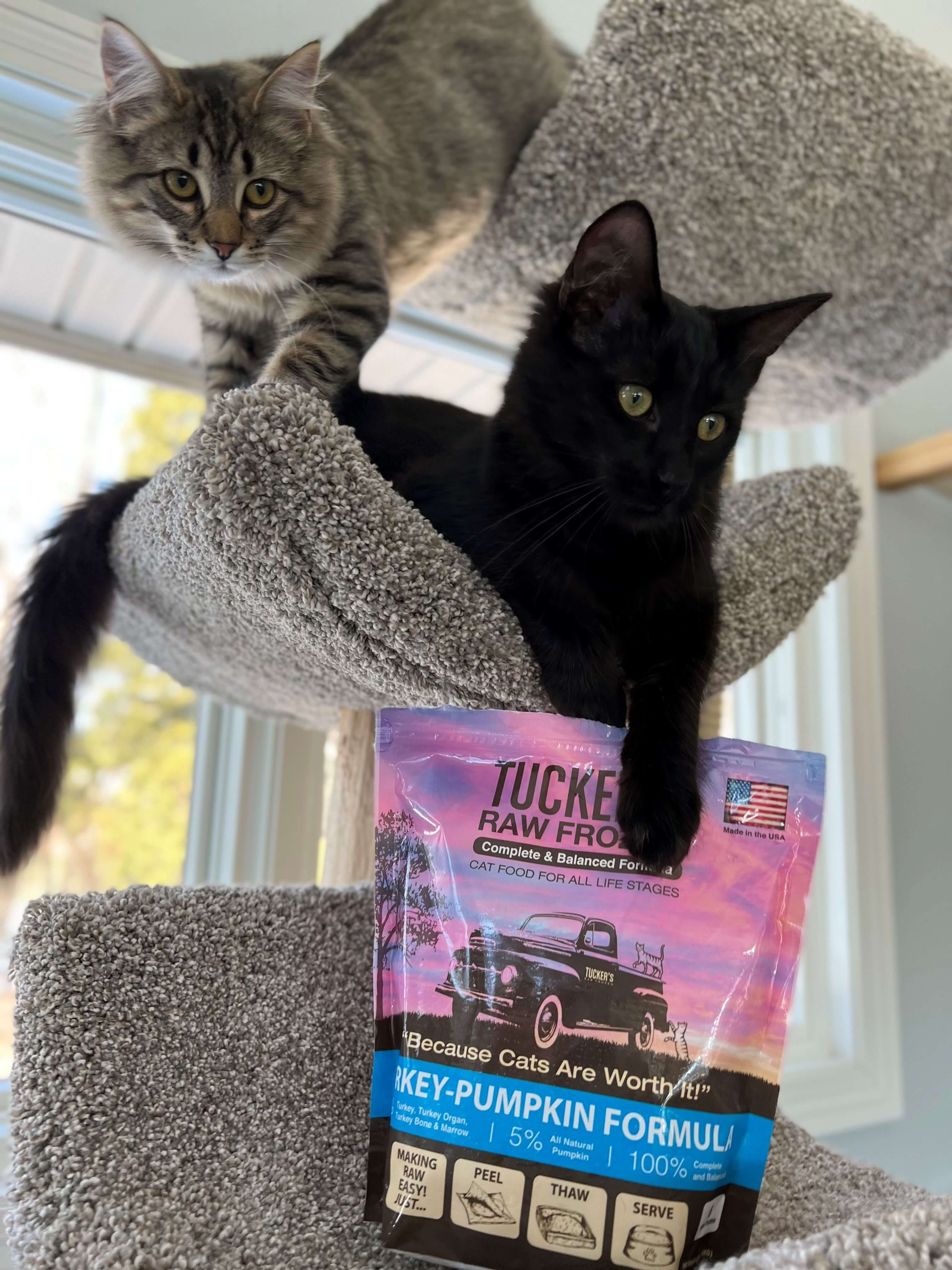 Cats in cat tree reaching for a bag of Tucker's