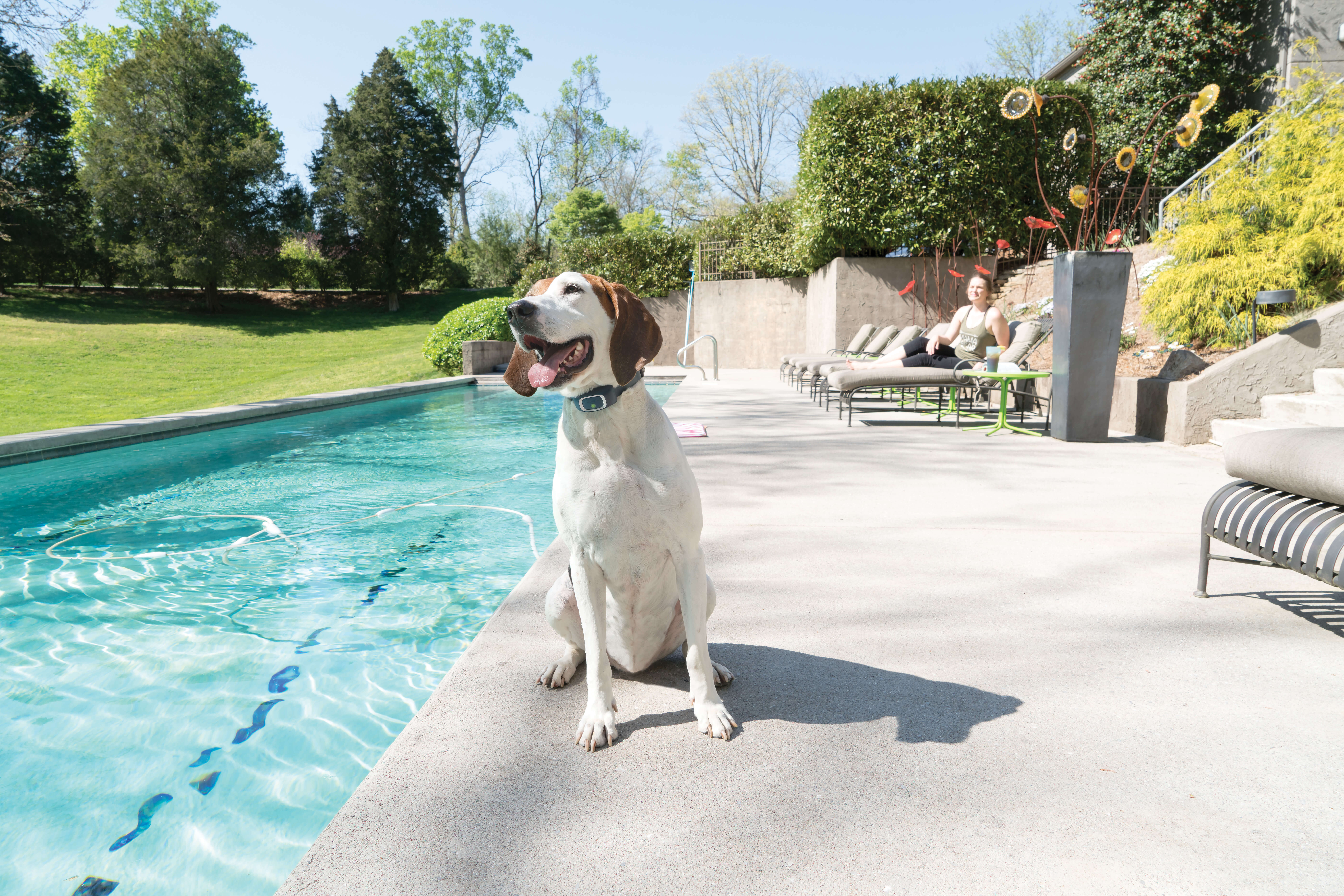 Dog wearing petsafe dog collar beside pool
