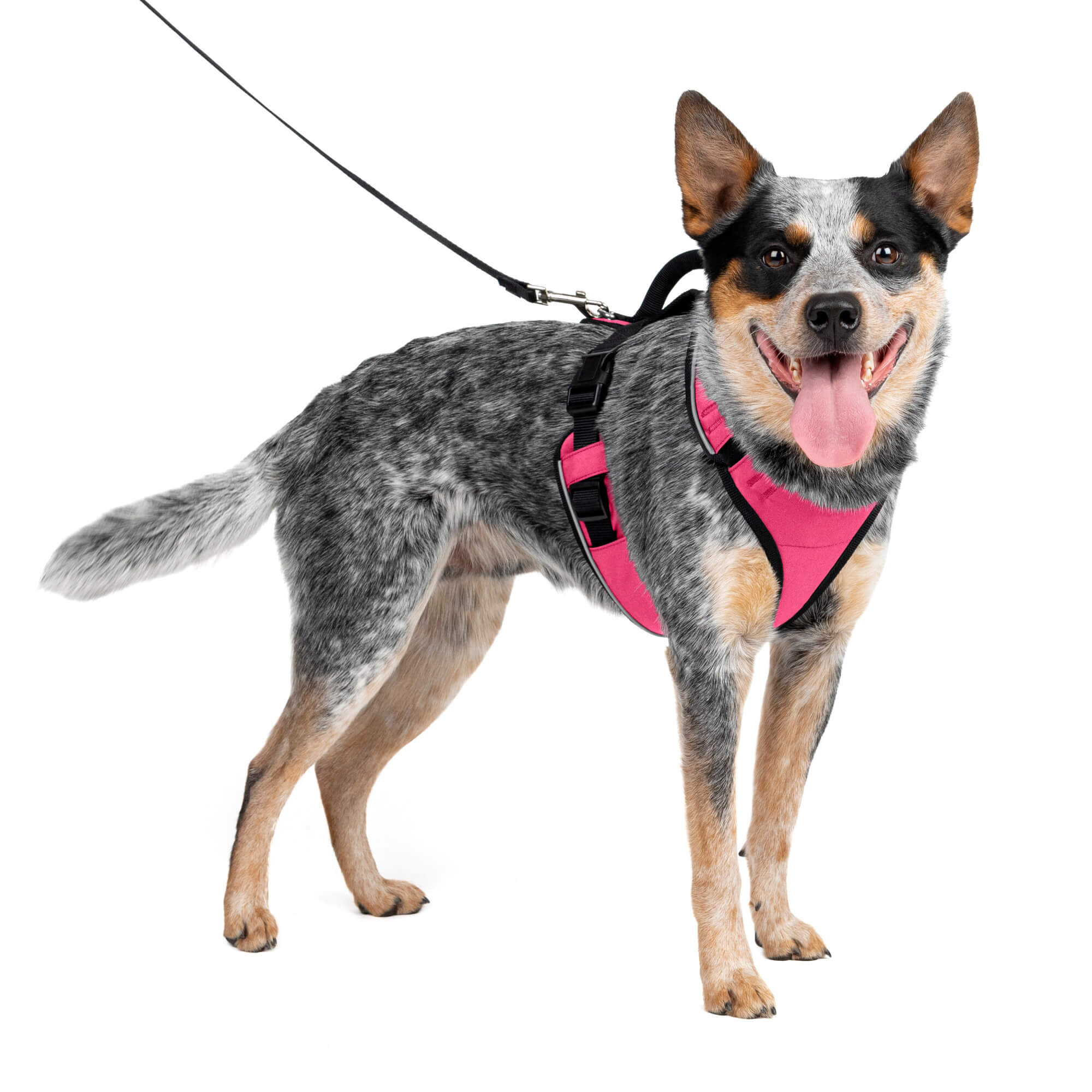 Dog wearing pink petsafe easysport harness in medium