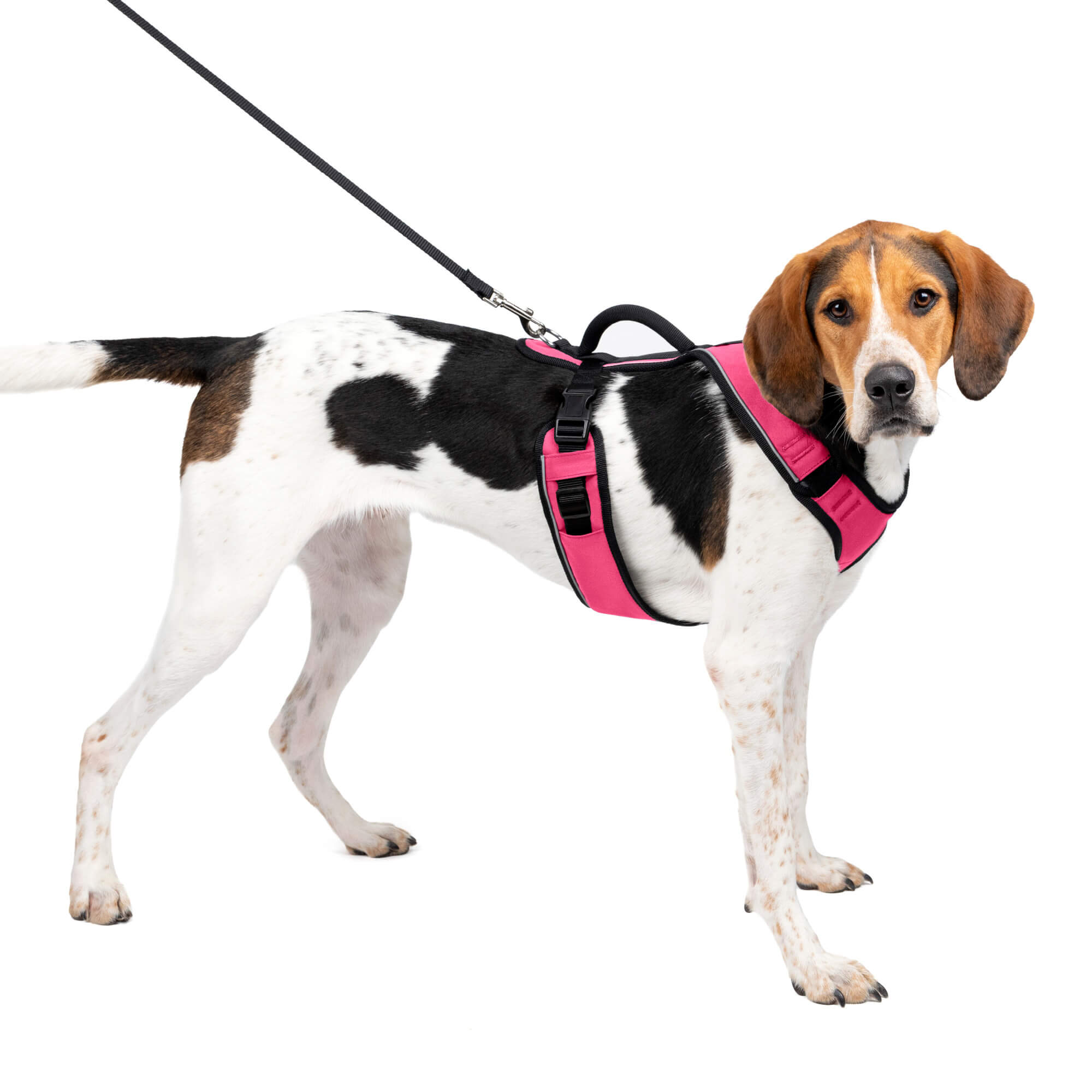 Dog wearing pink petsafe easysport harness in large