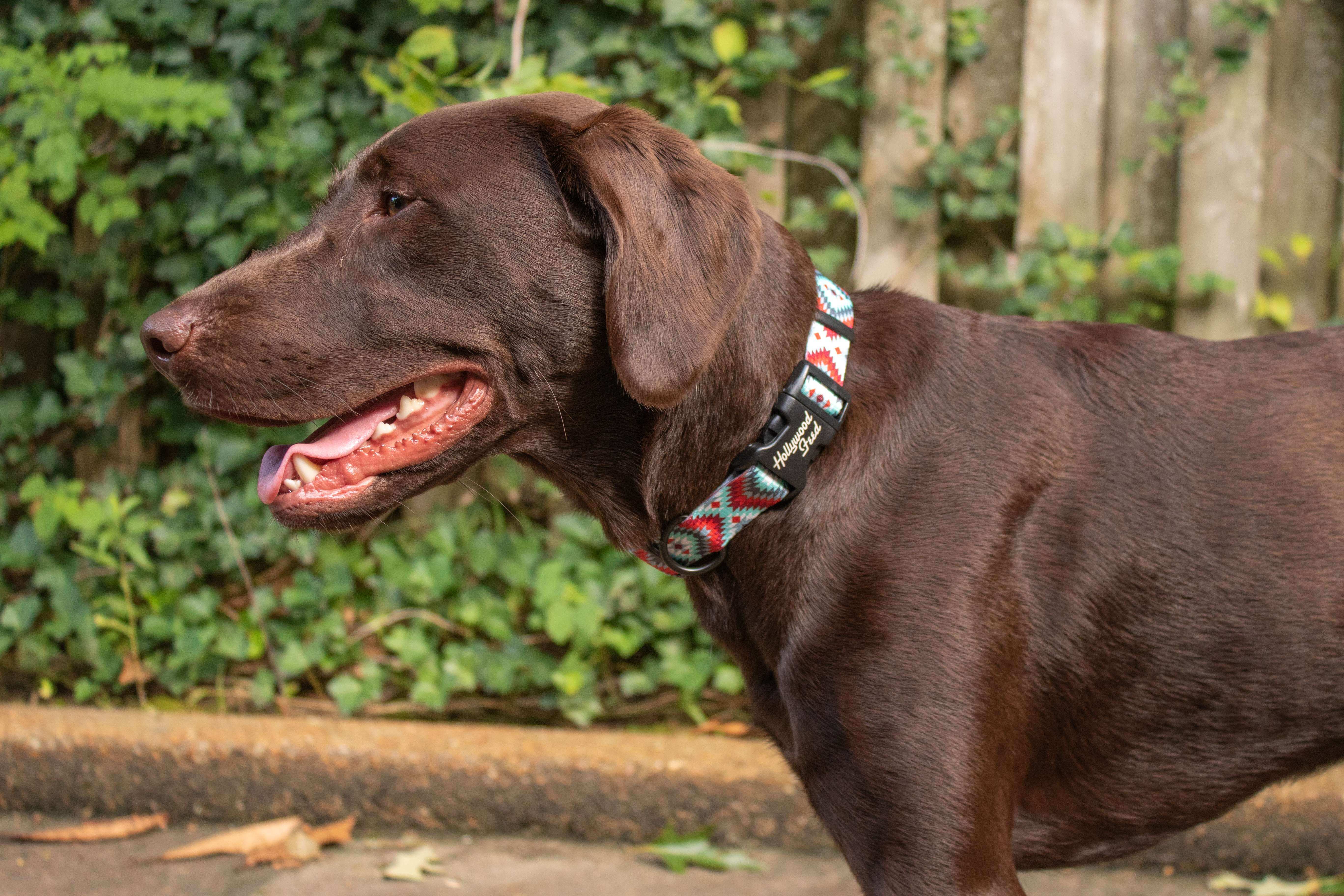 Hollywood Feed Ohio Made southwest red collar on chocolate lab