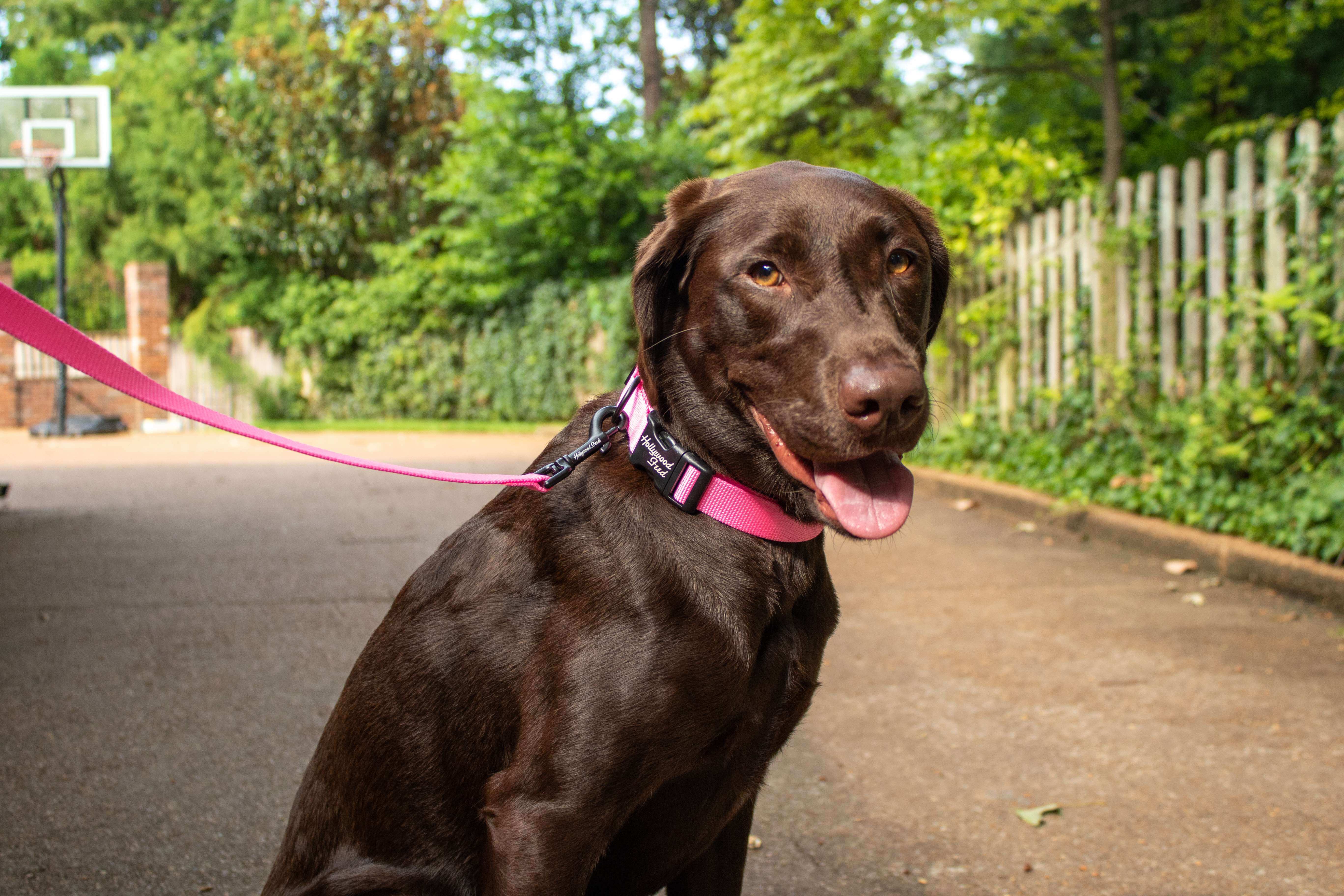 Hollywood Feed Ohio Made pink collar on chocolate lab with leash