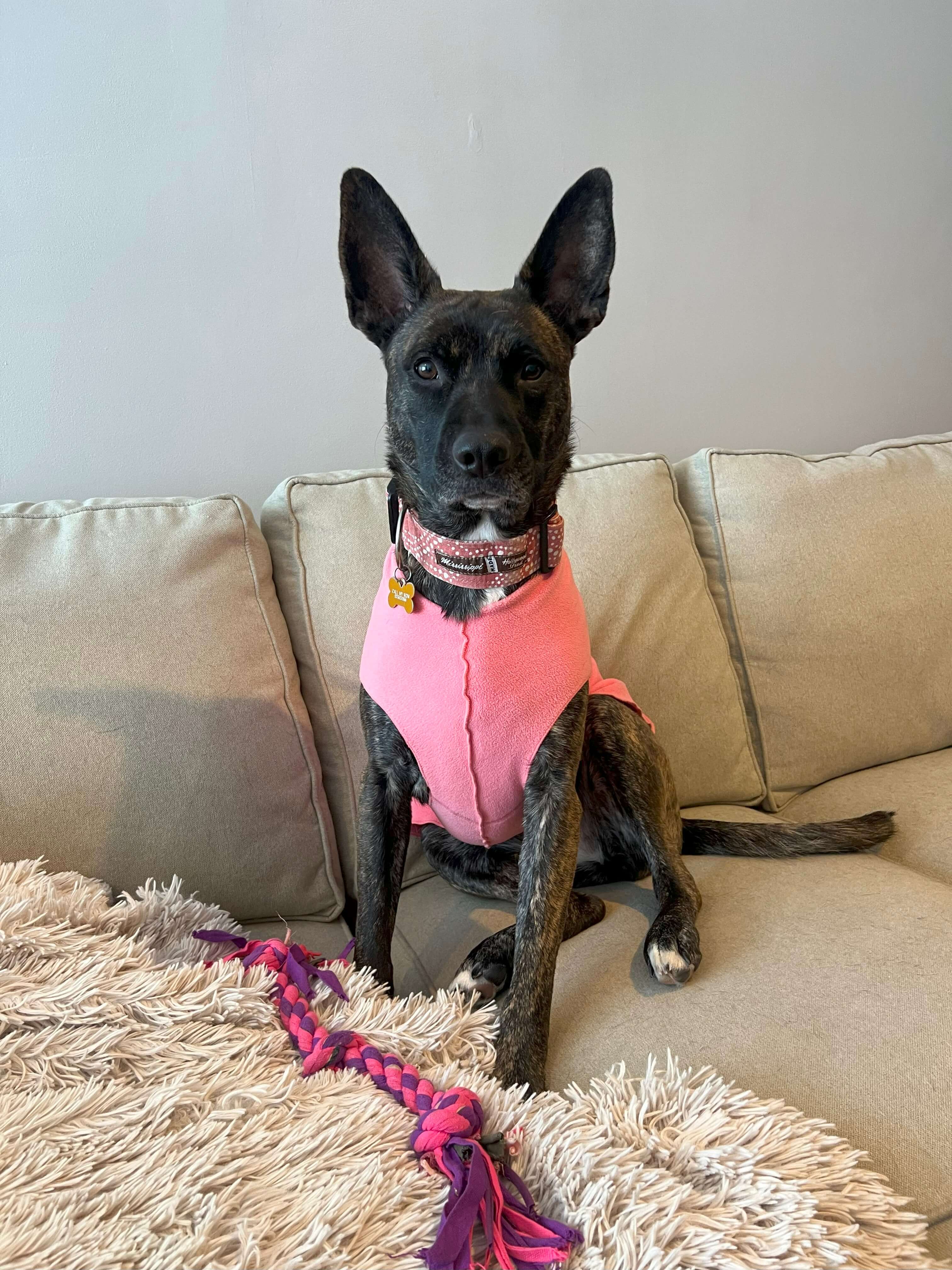 mixed breed dog wearing a hollywood feed coral sweater fleece
