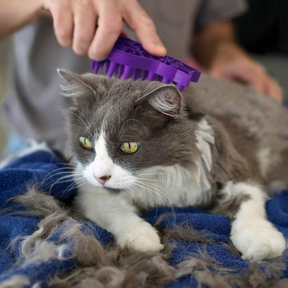 Kong Zoomgroom purple cat brush on cat