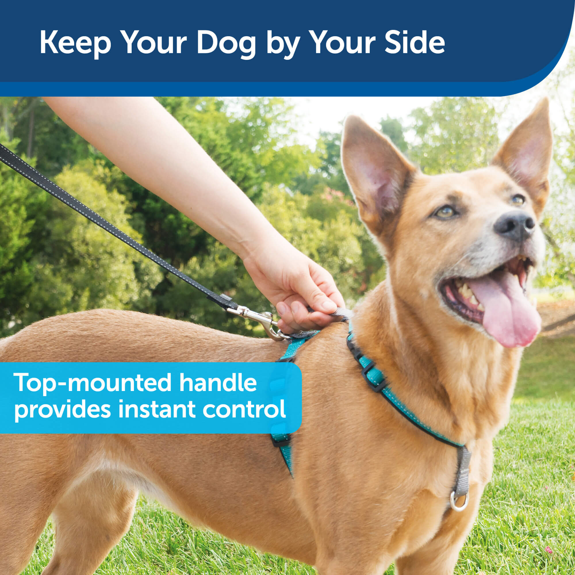 Keep your dog by your side PetSafe 