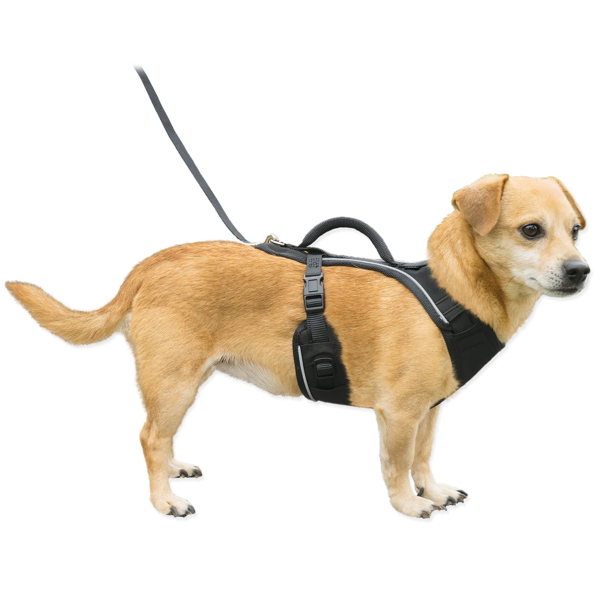 Dog wearing black petsafe easysport harness in xsmall