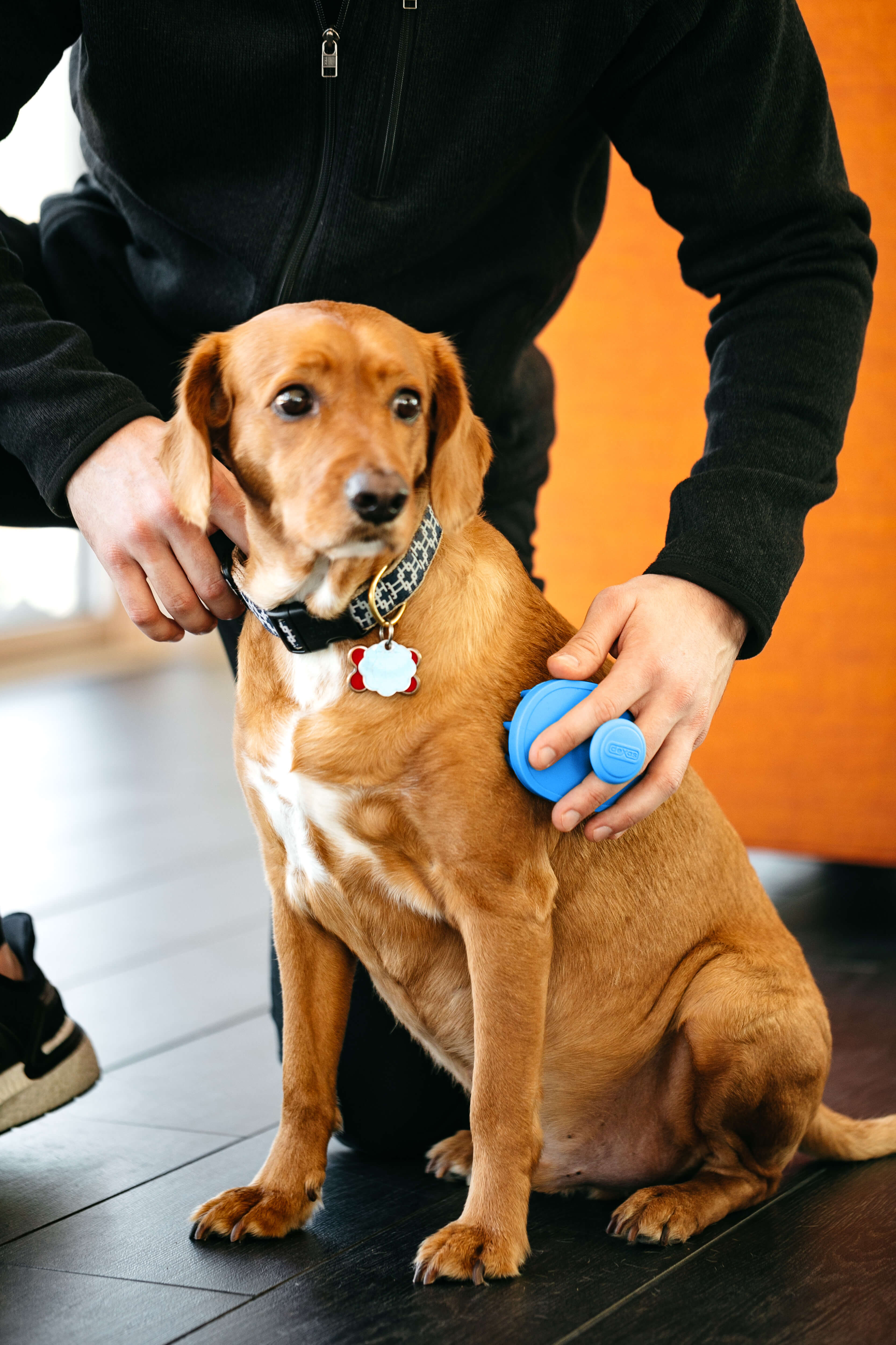 Dexas brushbuster silicone pet brush with dog