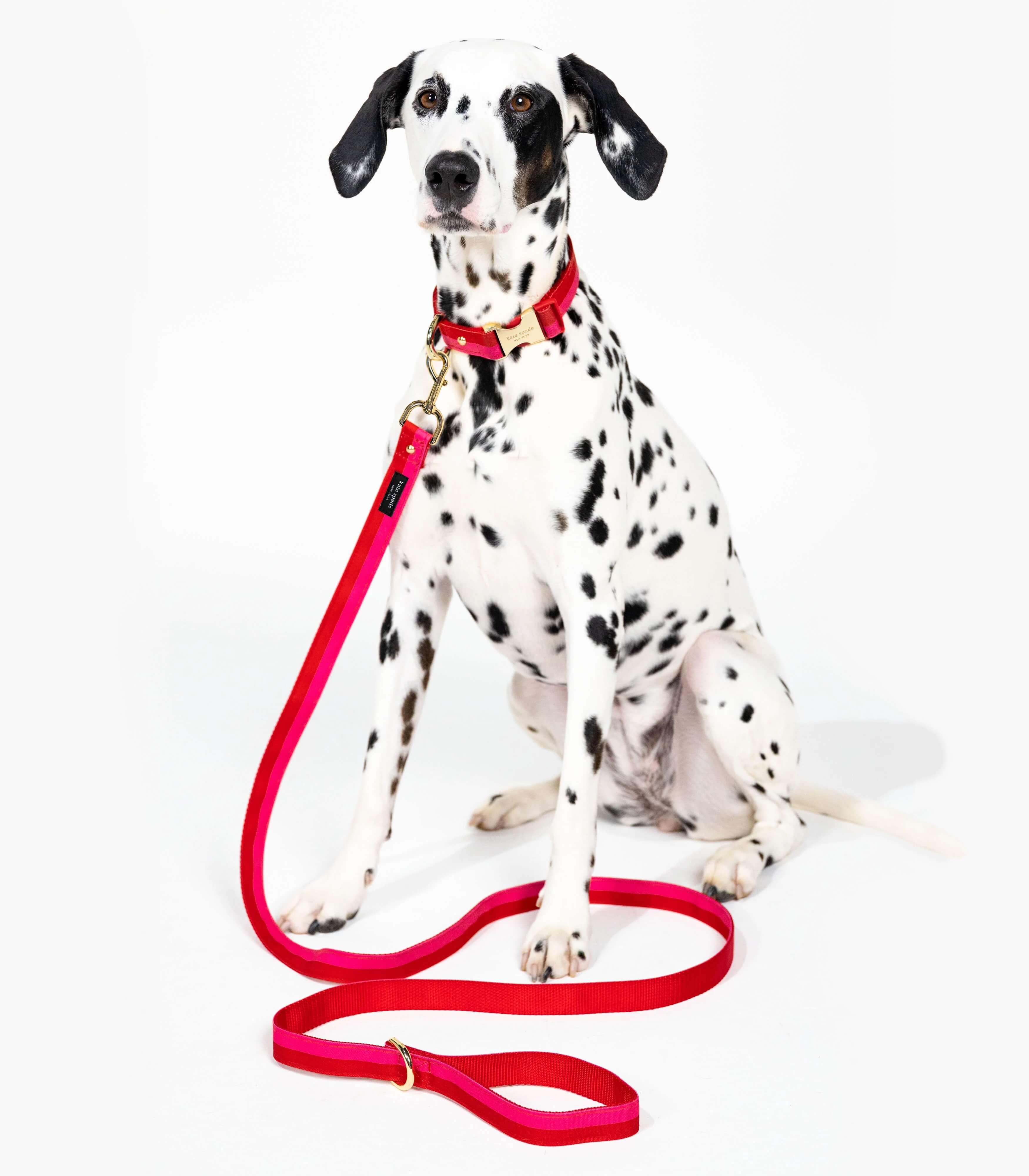 Kate Spade New York - Dog leash - Red and Pink Colorblock