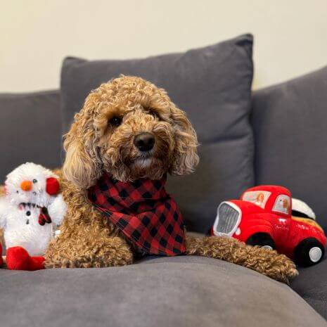 Tall Tails - Plush Dog Toy - Truck with Snowball