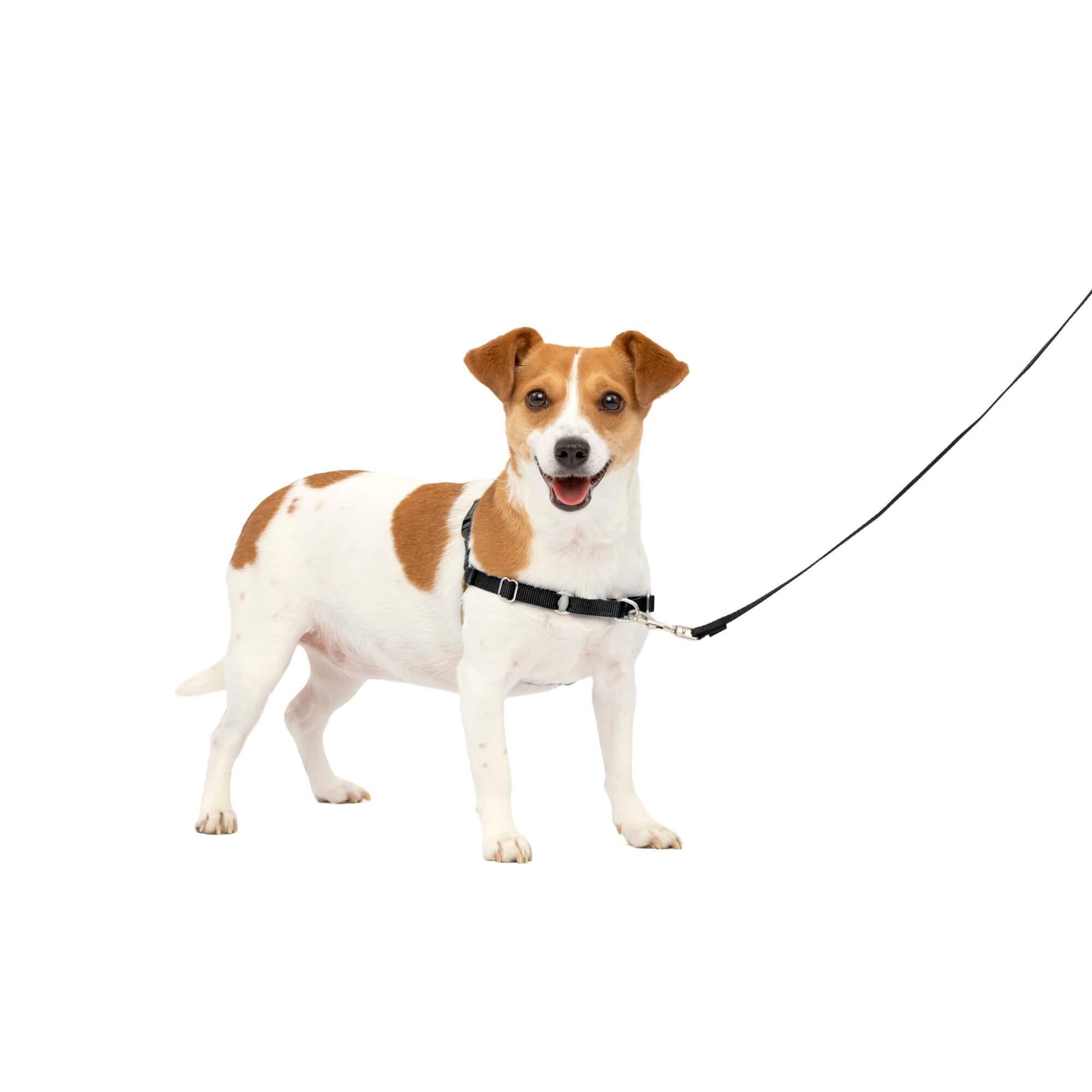 PetSafe - Easy Walk Harness