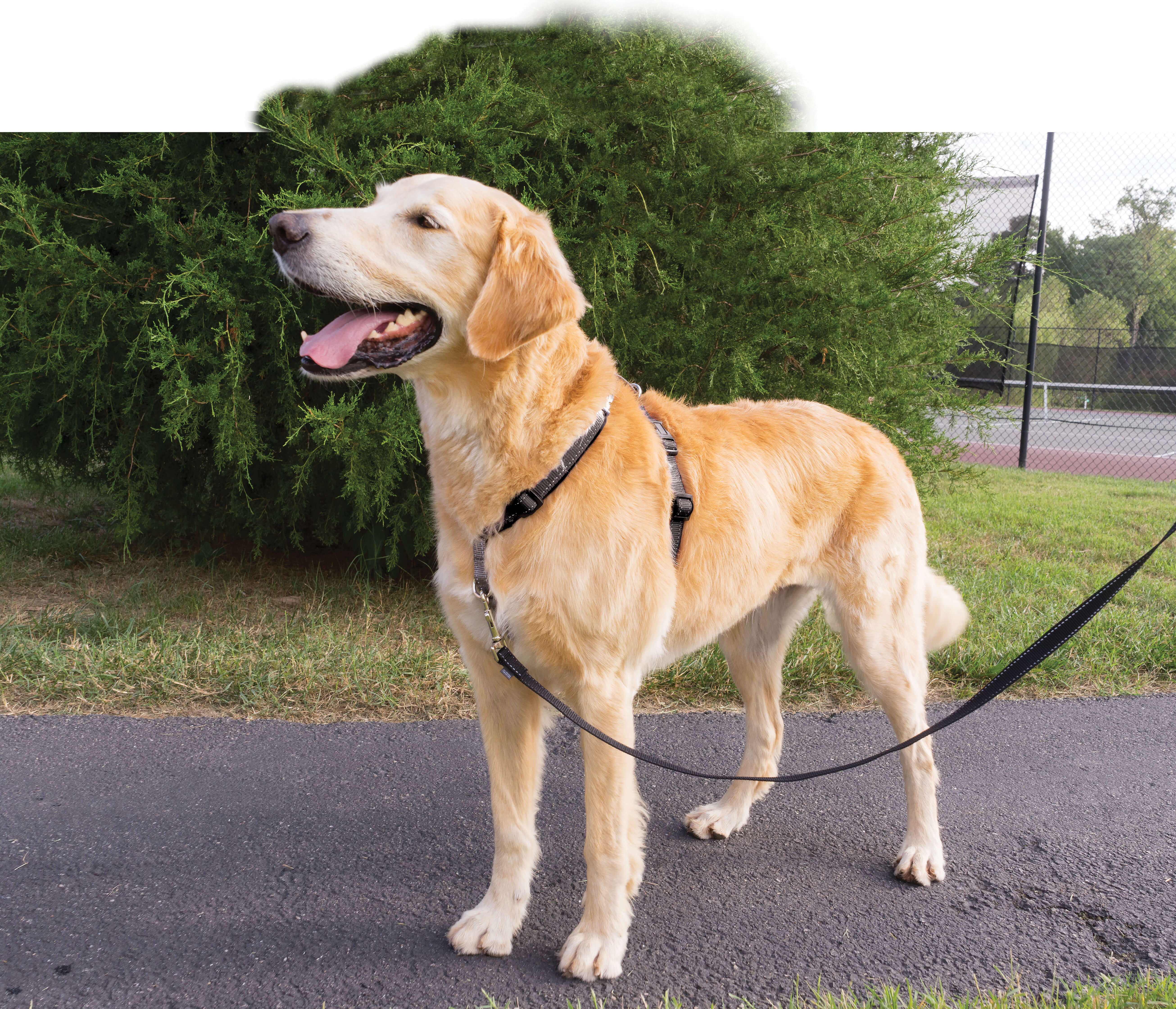 PetSafe 3 in 1 black dog harness large with dog