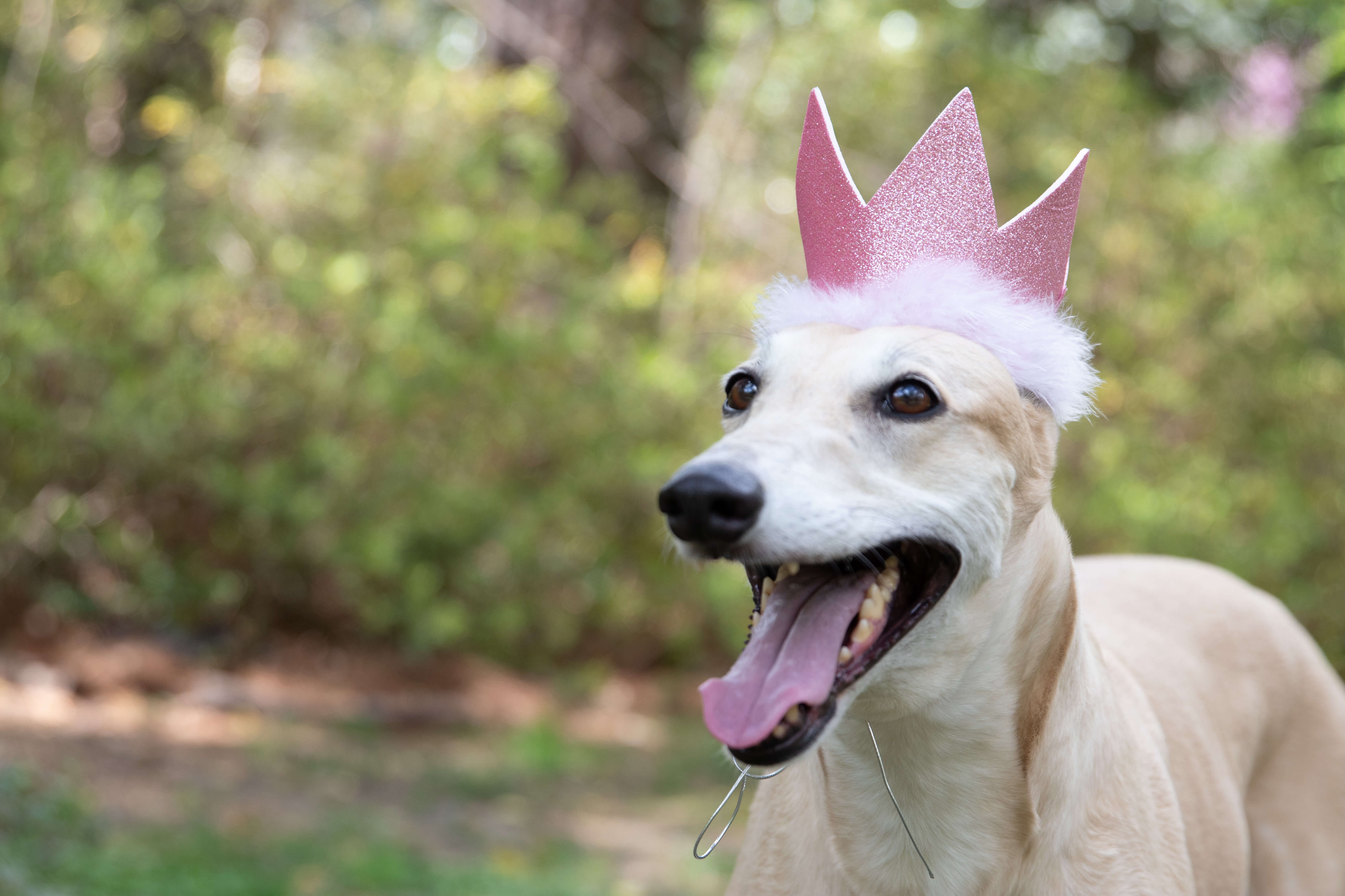 dog wearing huxley & kent pink crown
