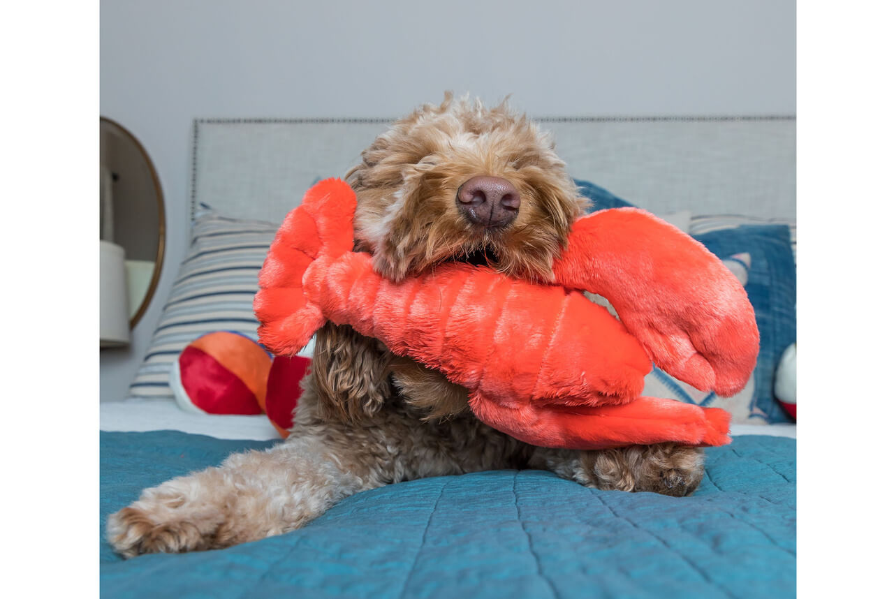Dog playing with manny lobster