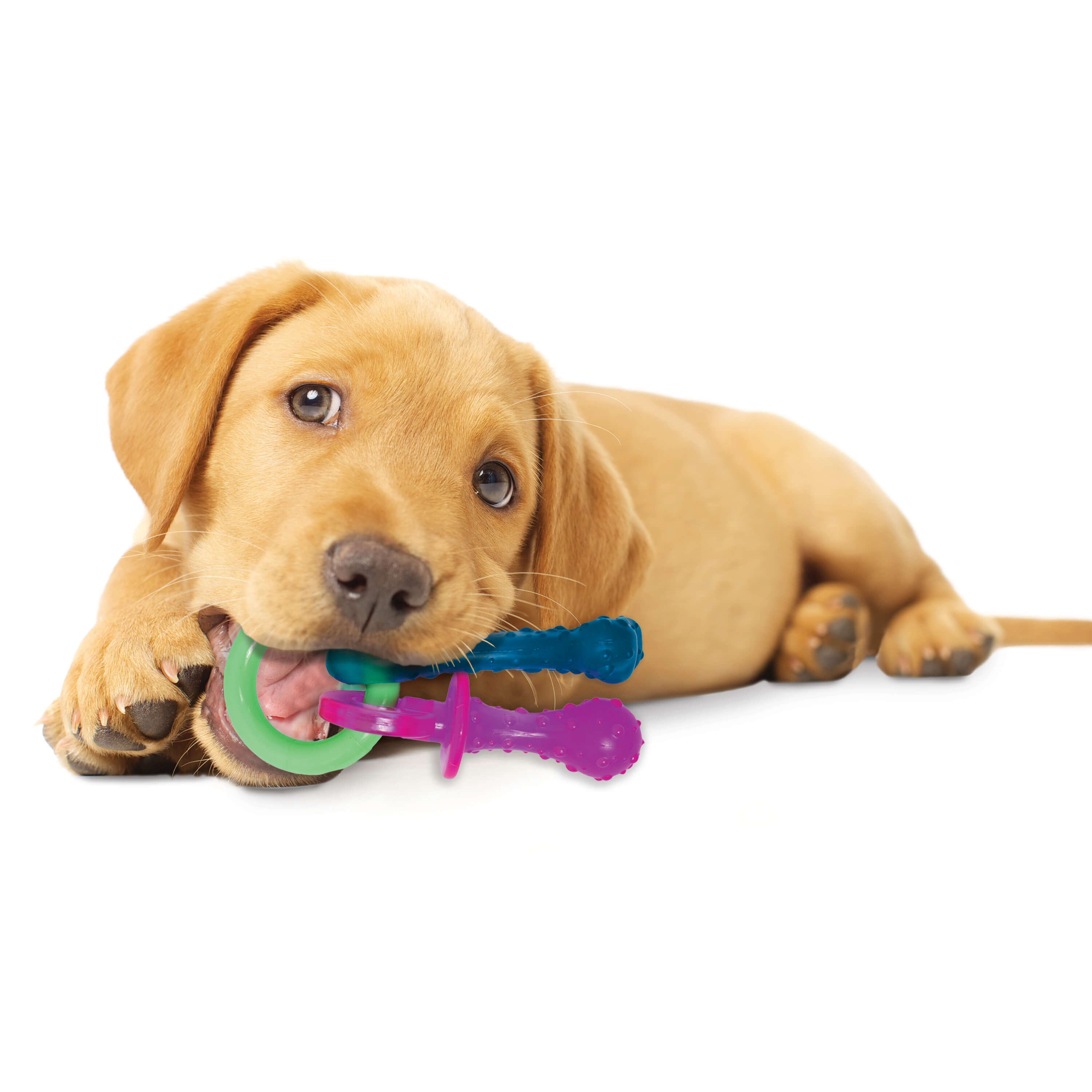 nylabone puppy teething pacifier with dog