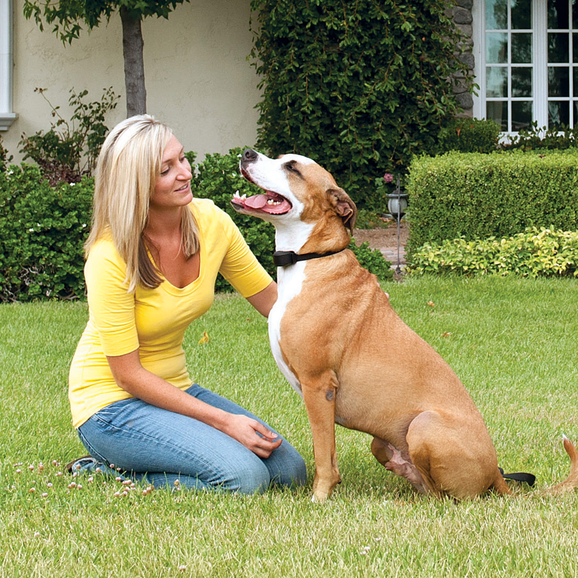Dog in yard wearing petsafe stay and play collar besides woman