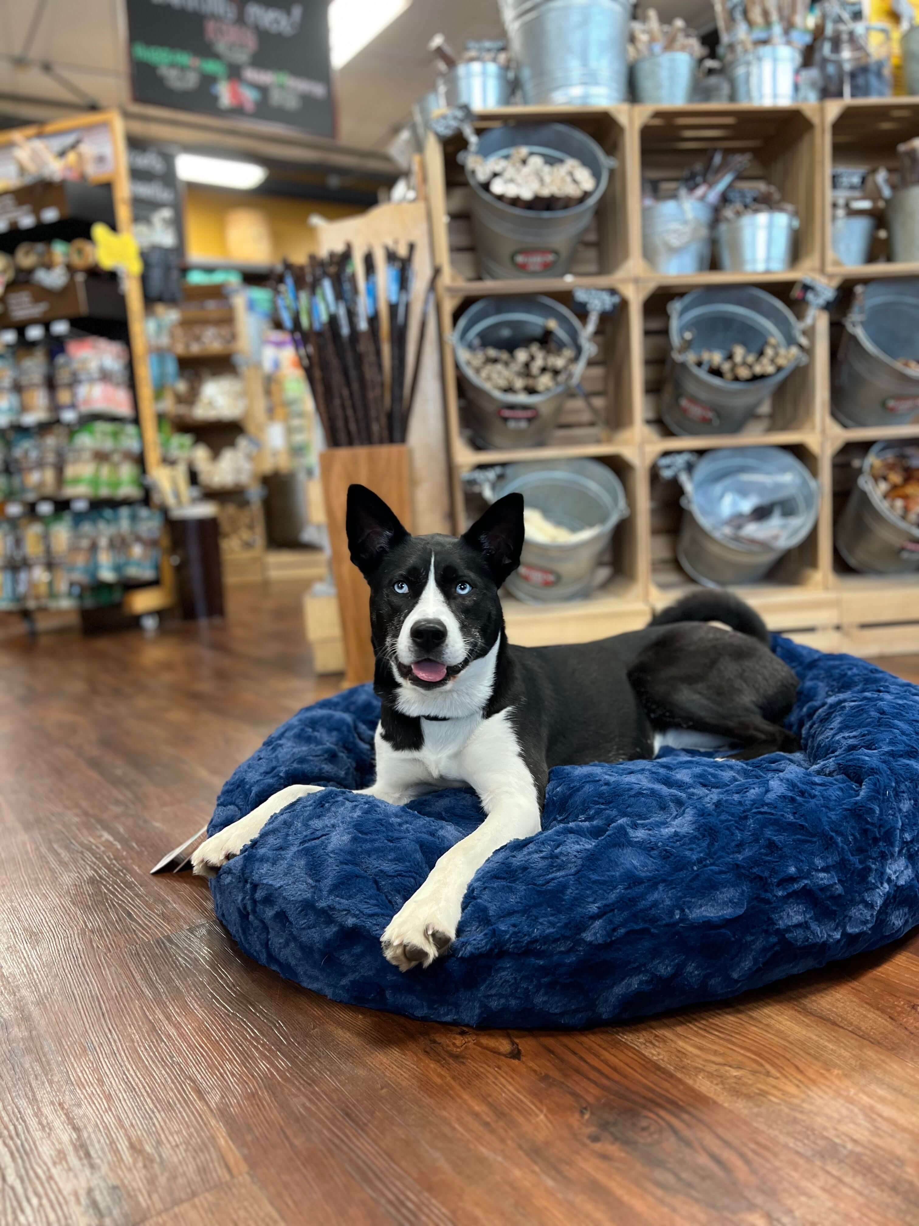 Outward Hound - Donut Dog Bed