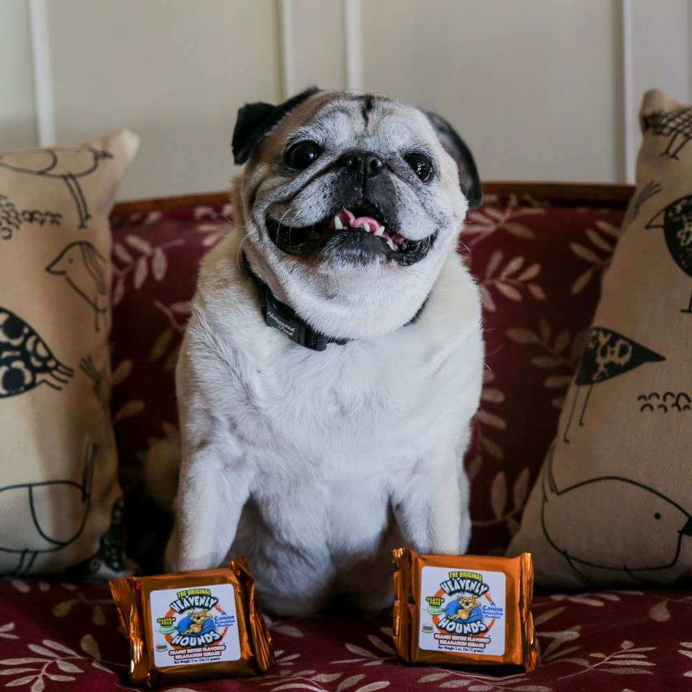 Heavenly Hounds Relaxation Squares for dogs with pug