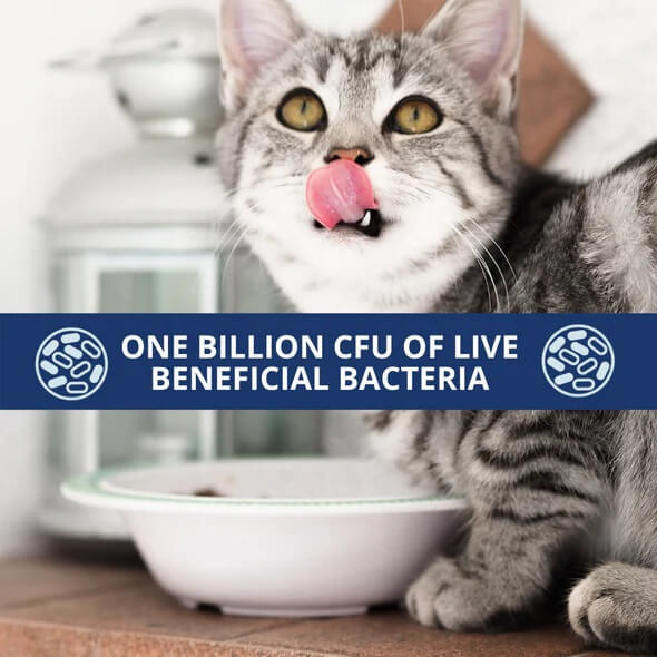 Under the weather probiotic powder for cats 1 billion clu of live beneficial bacteria