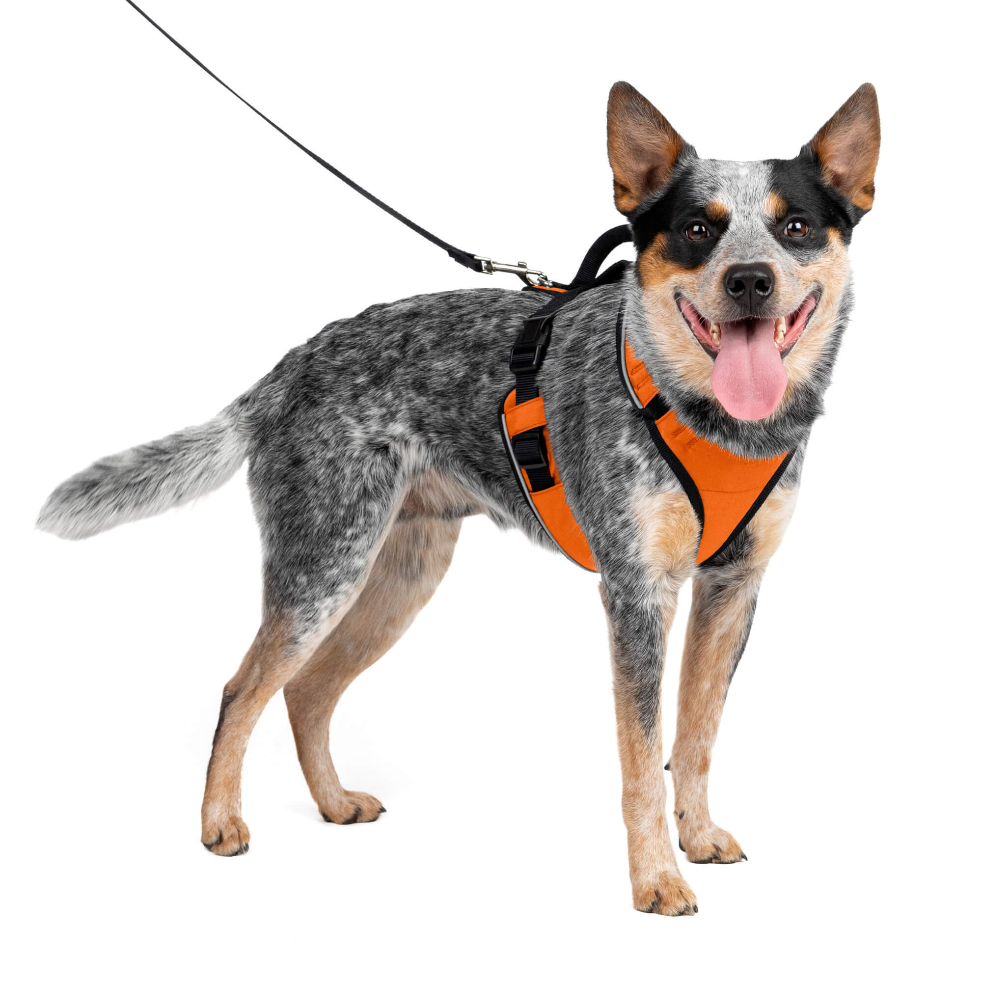 Dog wearing orange petsafe harness in medium