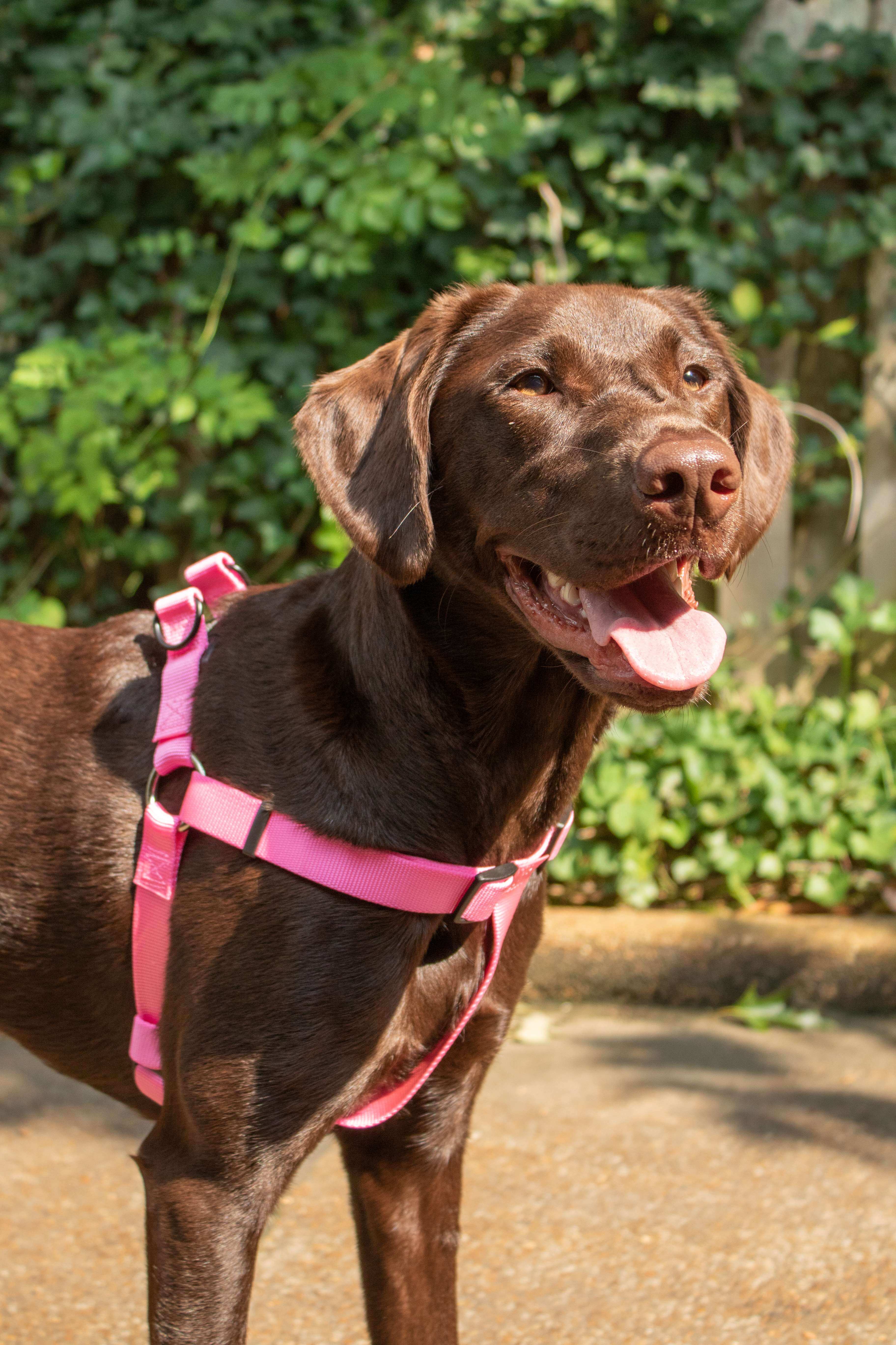 Hollywood Feed Ohio Made pink harness on chocolate lab