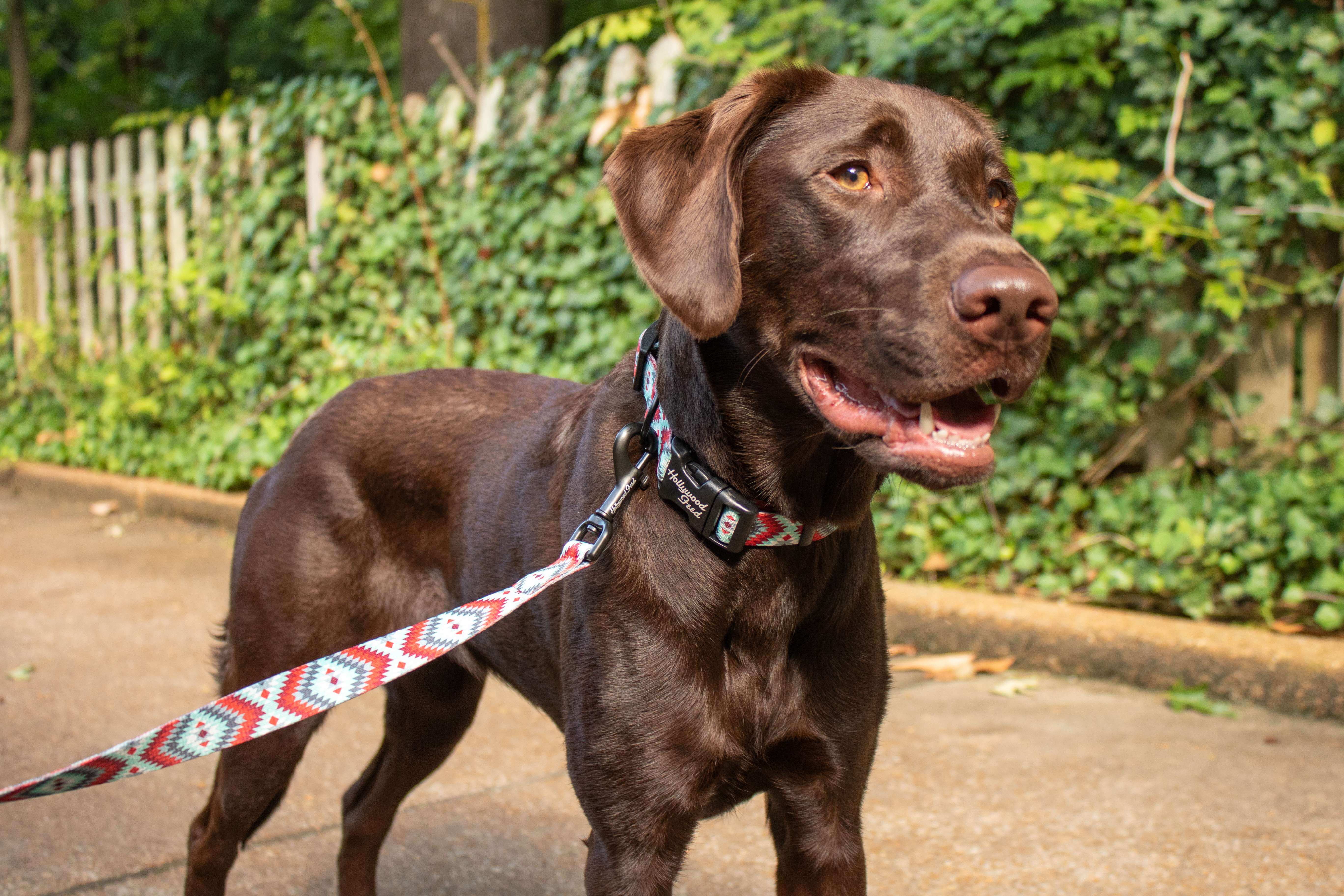 Hollywood Feed Ohio Made southwest red leash on chocolate lab with collar