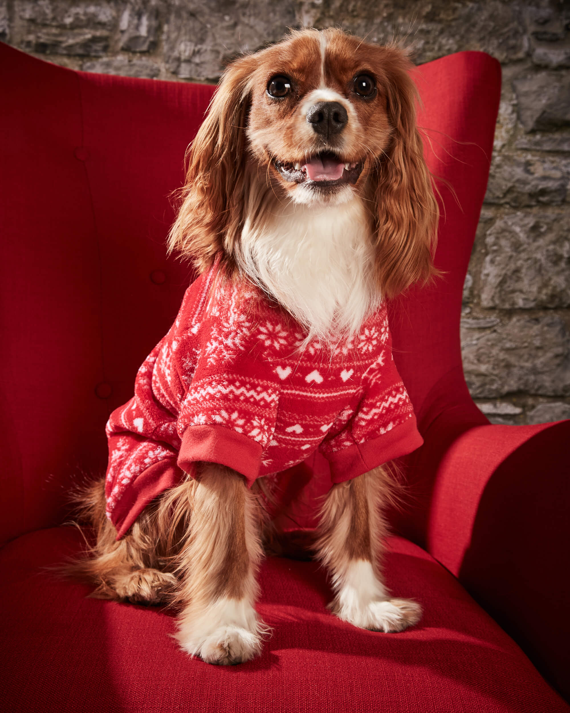 Dog weraing festive red onsie. Sitting in chair. 