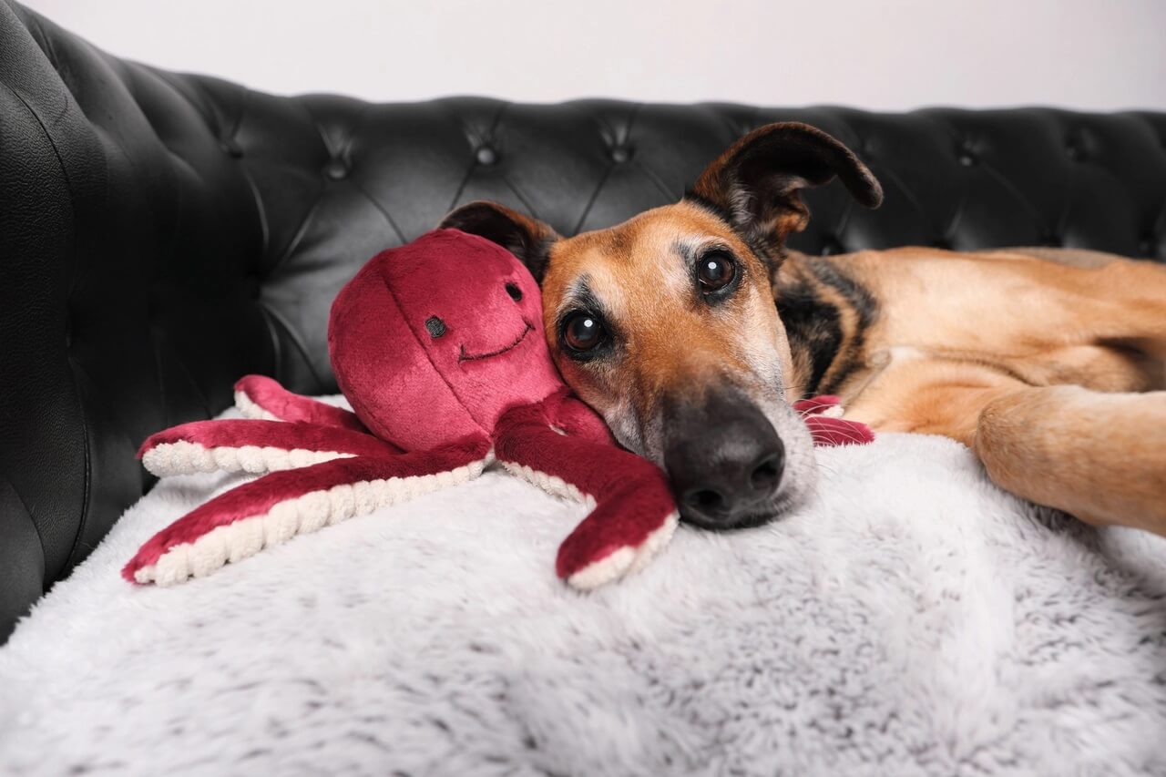 Dog cuddling with olympia octopus