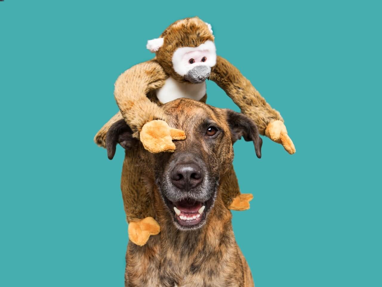 Albert monkey large 15'' sitting on top of dog's head